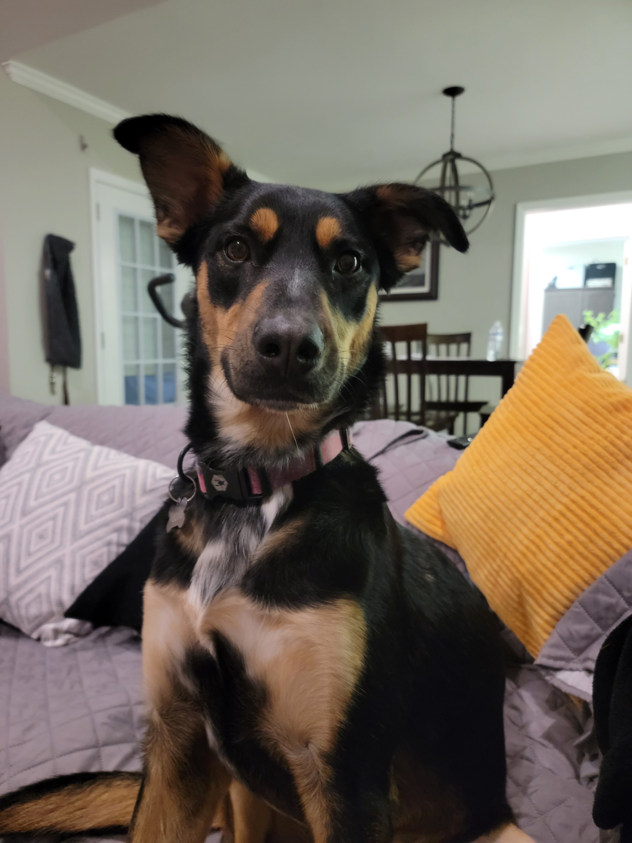 A black and tan dog with one ear upright and one ear flopped over, sitting on a couch with pillows and looking at the camera.