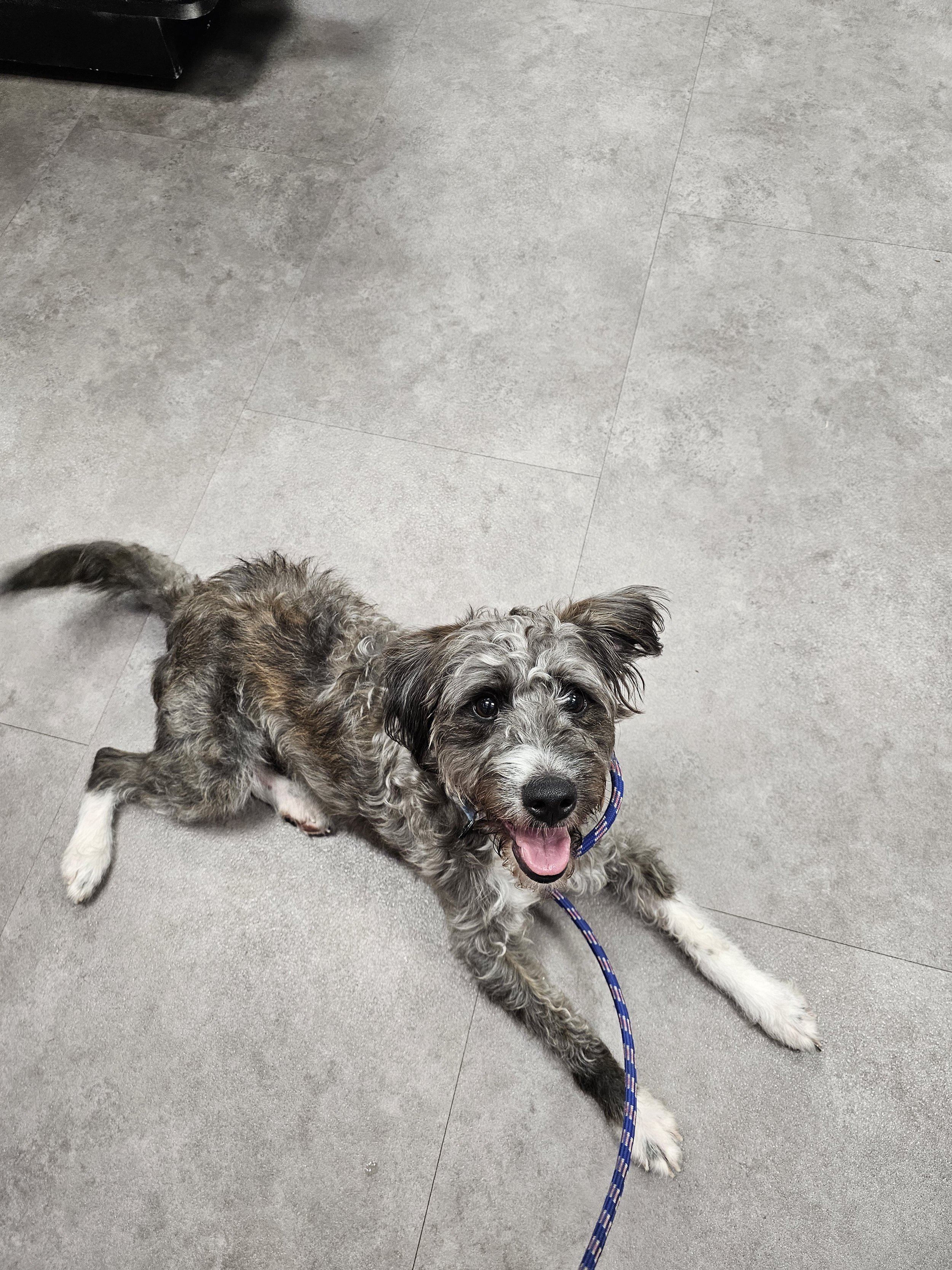 Happy mixed-breed puppy with curly fur and white paws sitting on a gray tiled floor, looking up