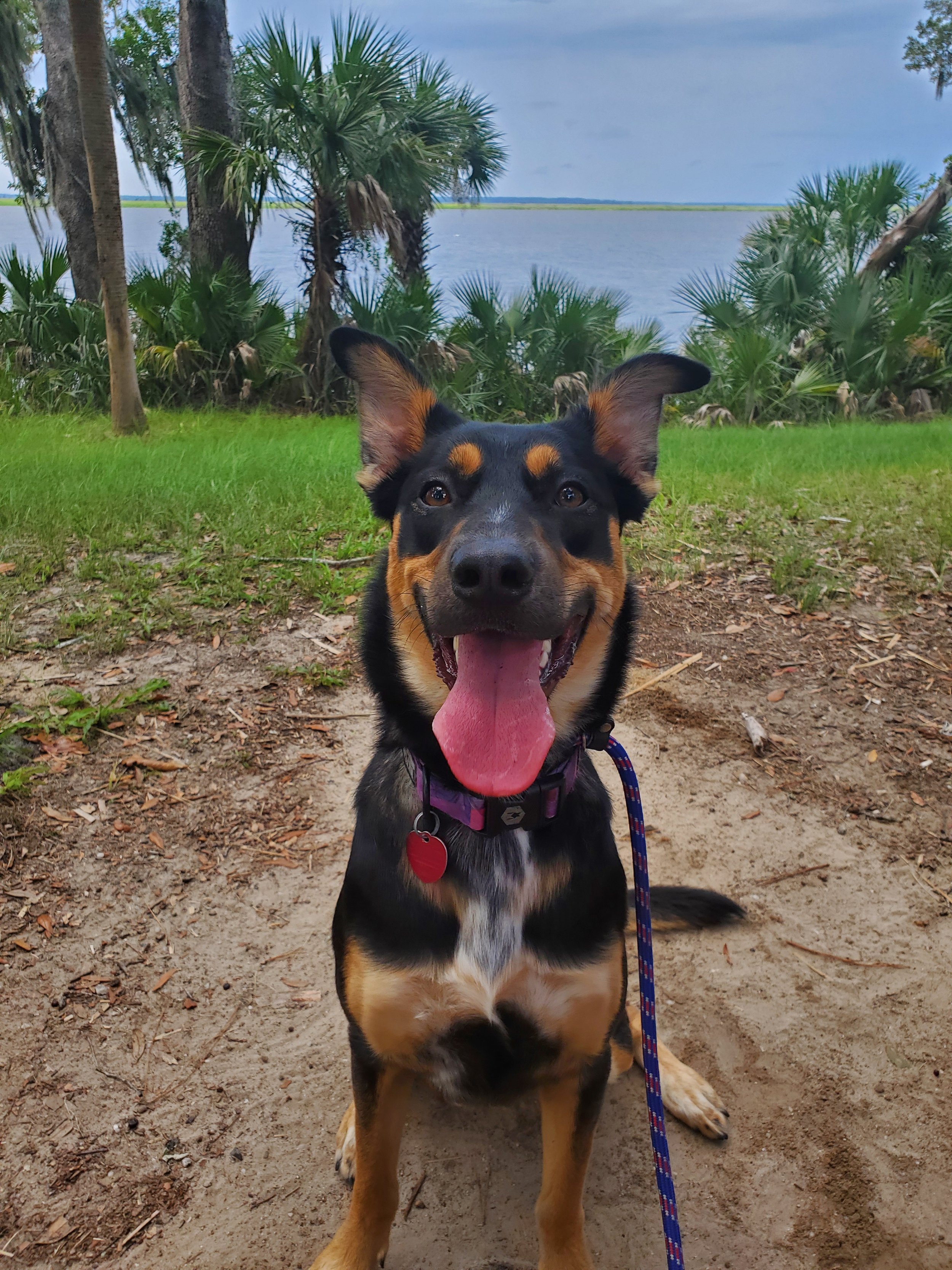 Happy mixed-breed dog with black and tan fur sitting on sandy ground near water, with palm trees and a cloudy sky in the background.