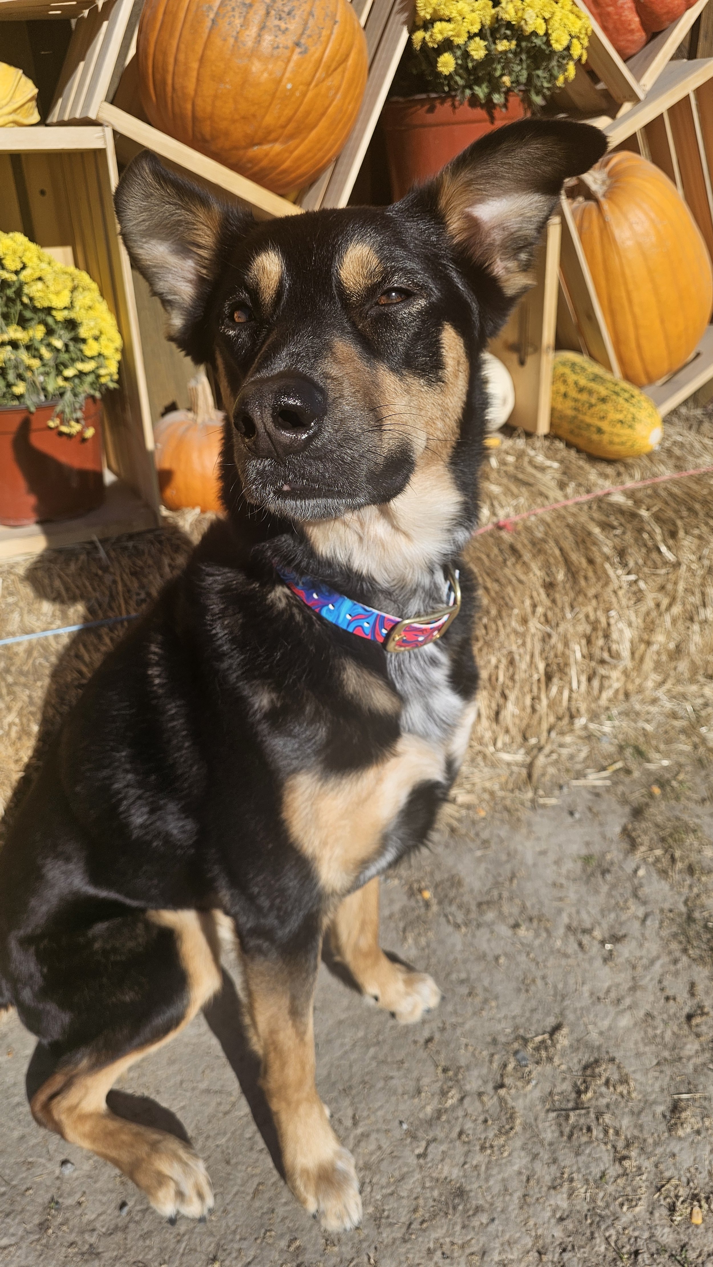 A black and tan mixed-breed dog with one ear upright and the other flopped over, sitting outdoors in front of pumpkins and yellow flowers.