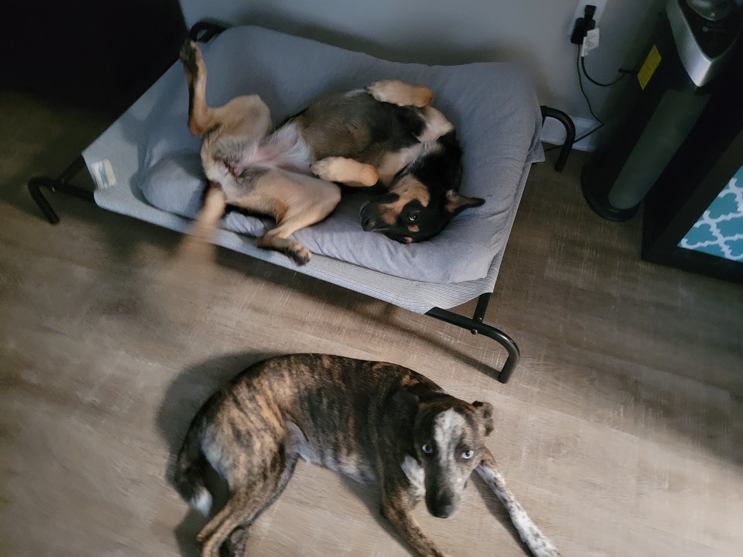 Three dogs relaxing in a room: one on a raised dog bed, one lying next to it, and one on the floor nearby.