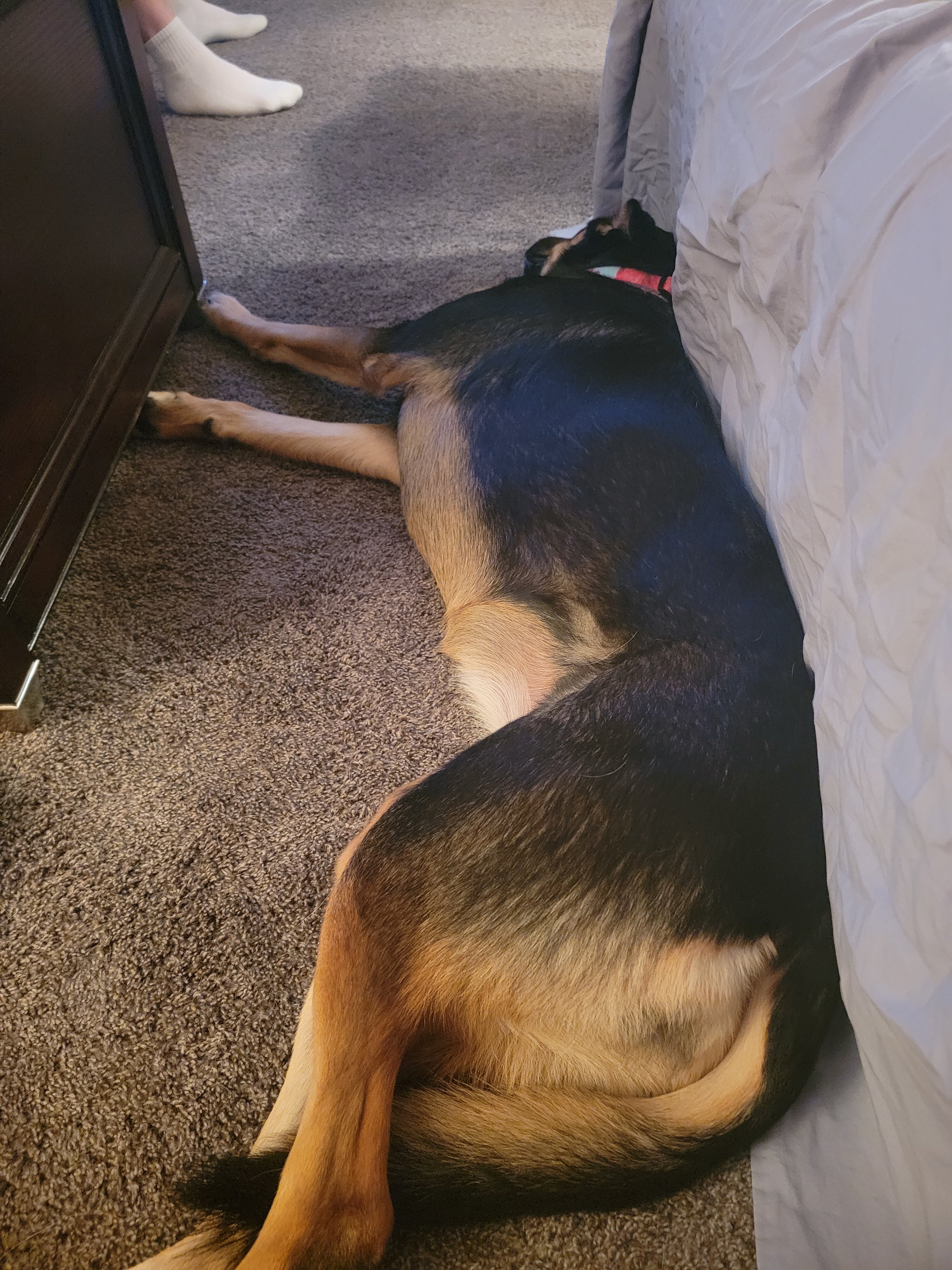 A large black and tan dog lying on the carpeted floor with its head under a bed and its body stretched out.
