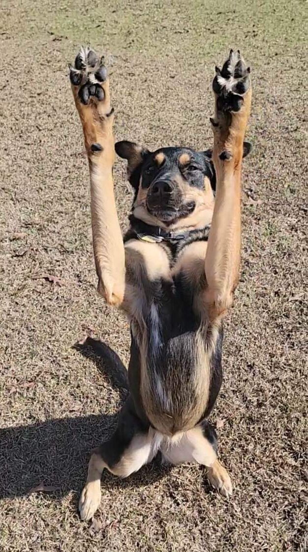 A dog standing on its hind legs with its front paws raised in the air, appearing to be performing a trick outdoors on a grassy area.
