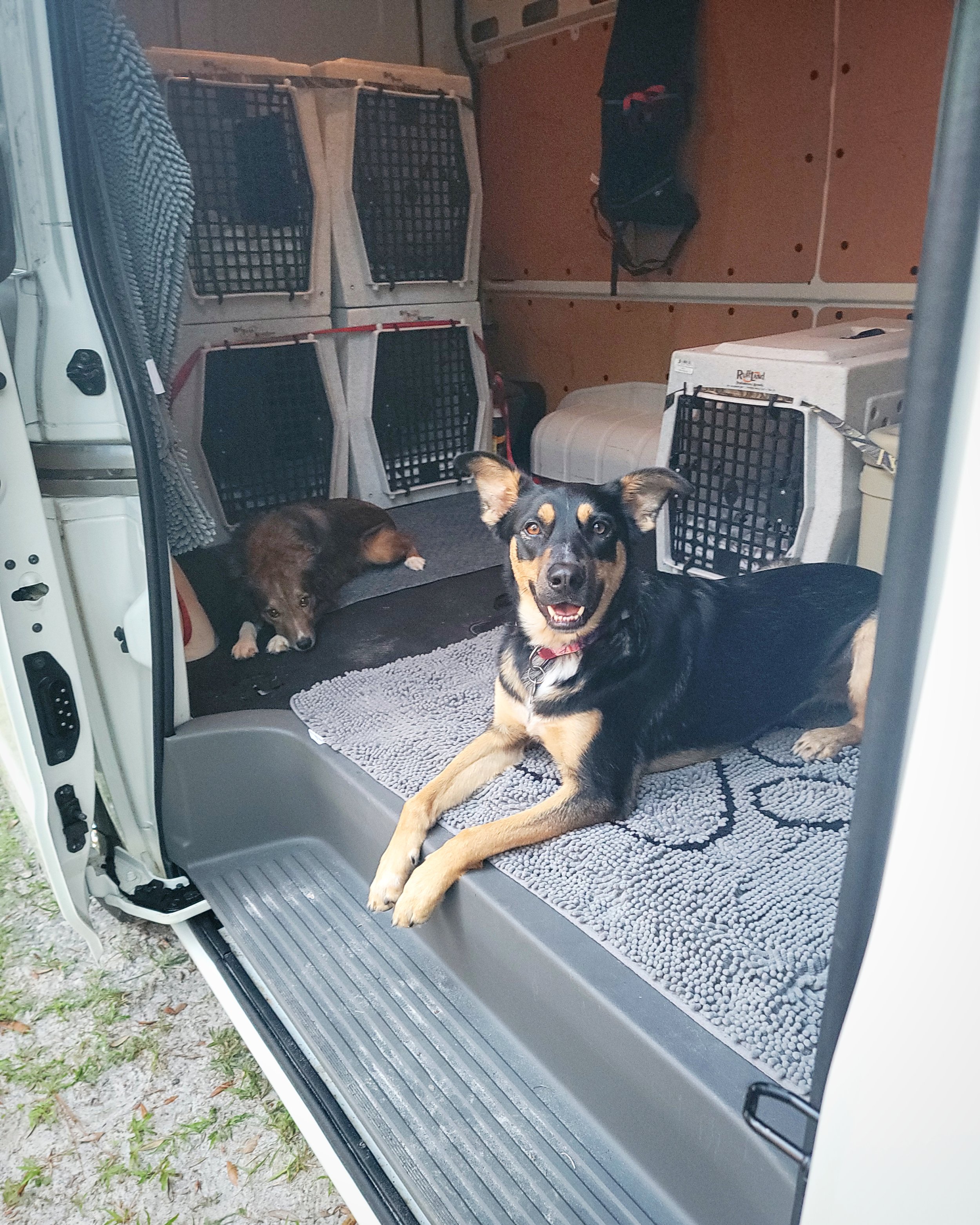 Two dogs inside the back of a pet transportation vehicle. One dog is lying down on a gray mat, and the other, larger black and tan dog, is sitting and looking at the camera, appearing happy.