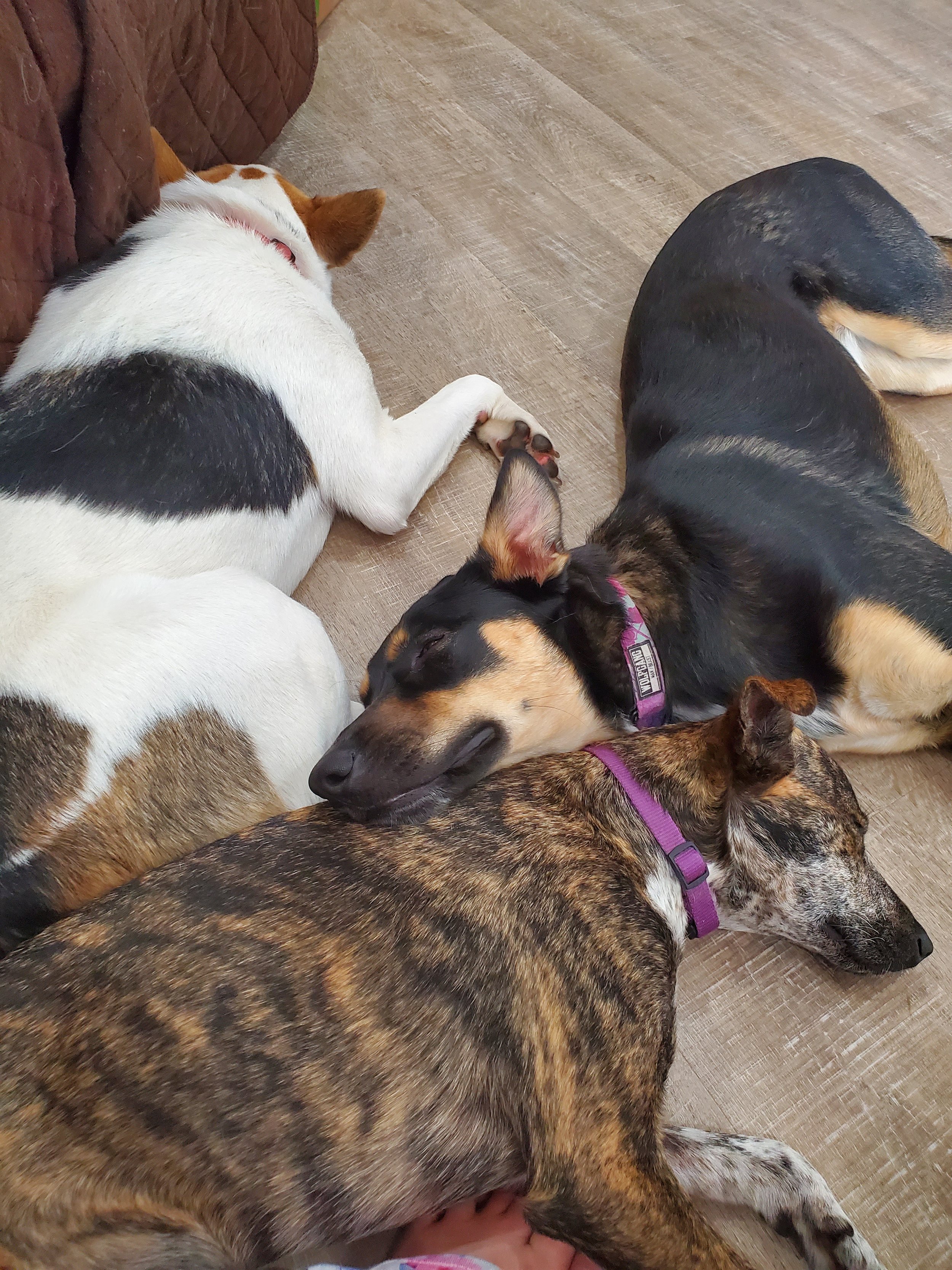 Three dogs and one cat lying together sleeping on a wooden floor.