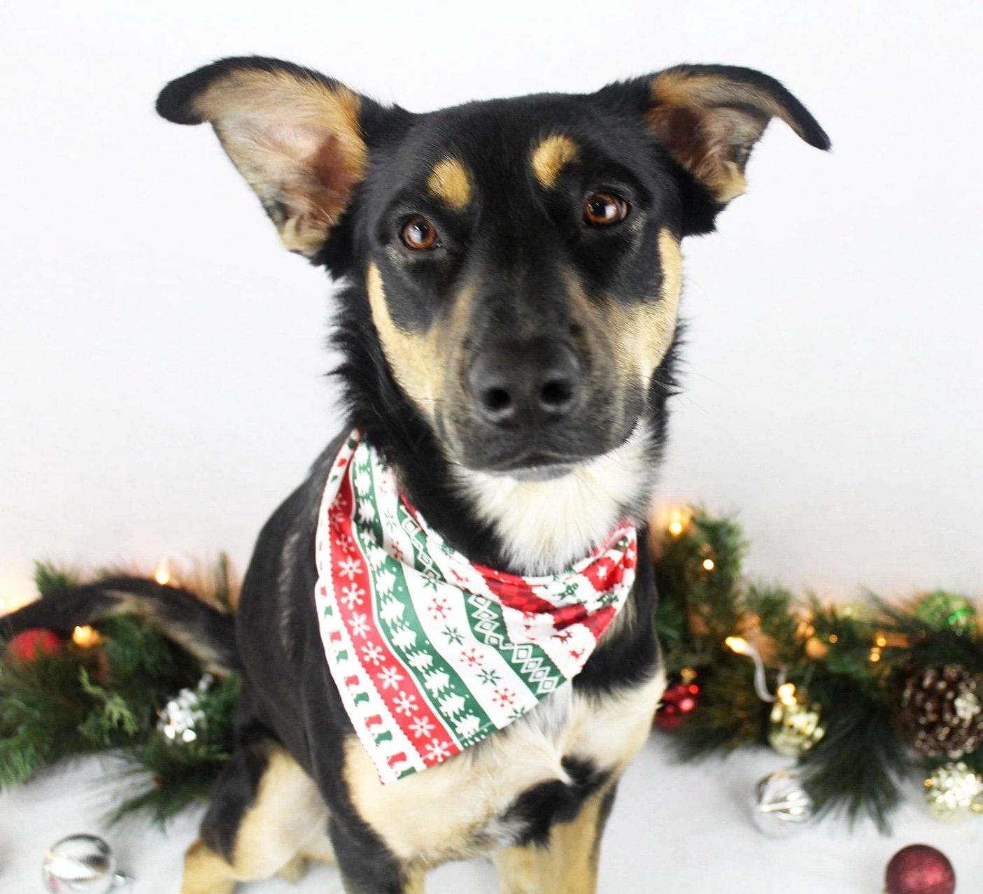A black and tan dog wearing a red and green Christmas bandana, sitting in front of a decorated Christmas border with ornaments and lights.