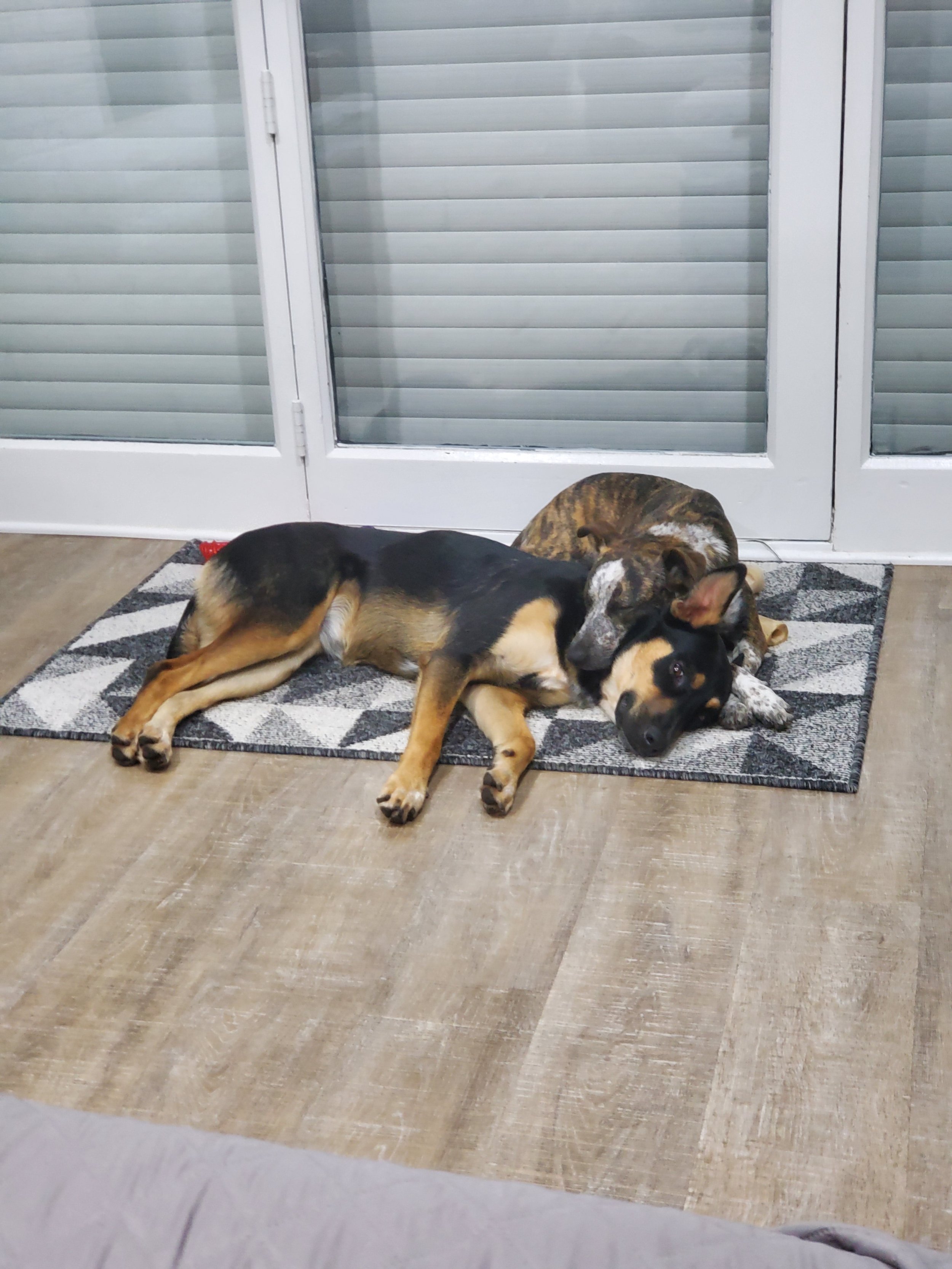 Two dogs lying together on a small patterned rug in front of a sliding glass door.