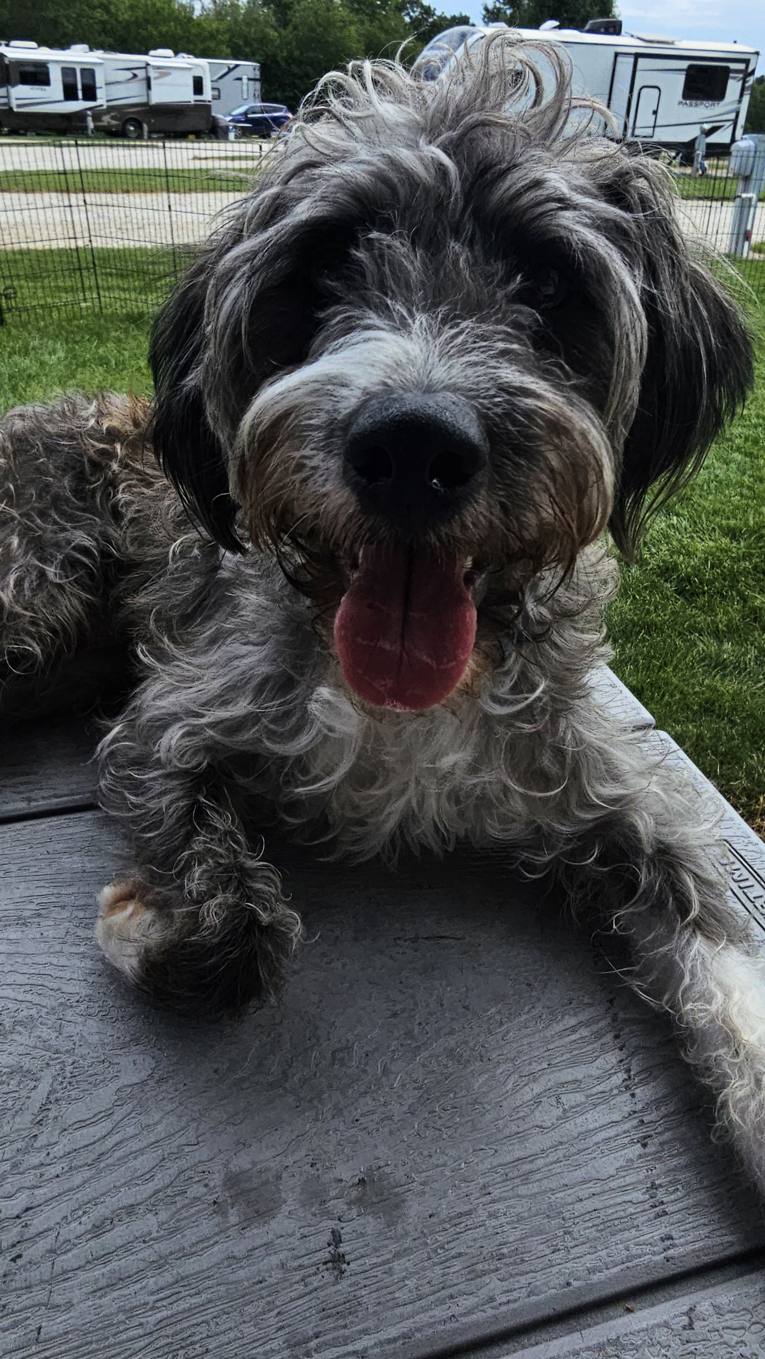 A happy, curly-haired dog lying on a wooden platform with a grassy area and parked RVs in the background.