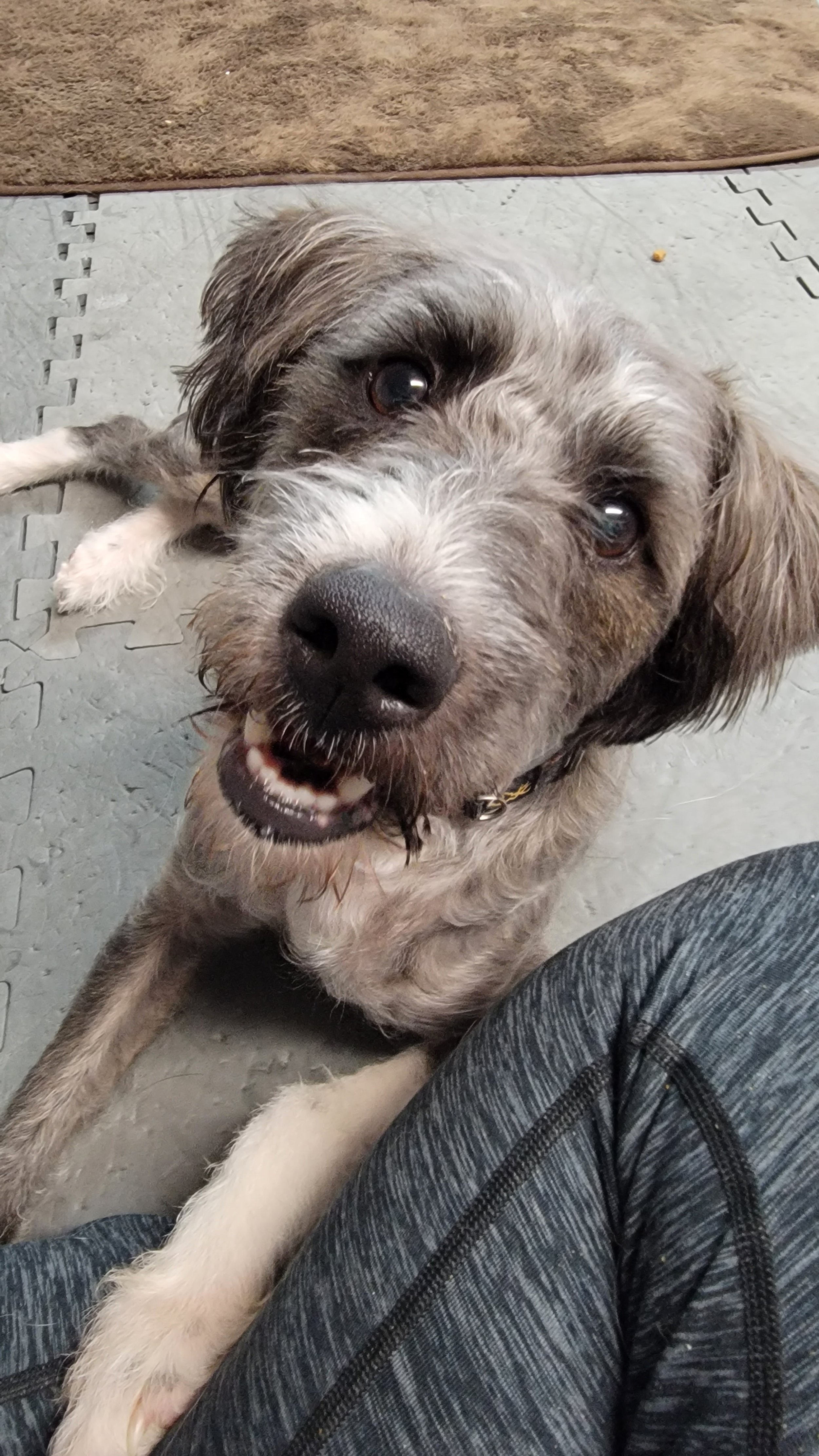 A happy dog with a scruffy, gray and white coat, lying on a gray mat. The dog is looking up at the camera with a friendly expression, mouth open slightly showing teeth, and a black nose.