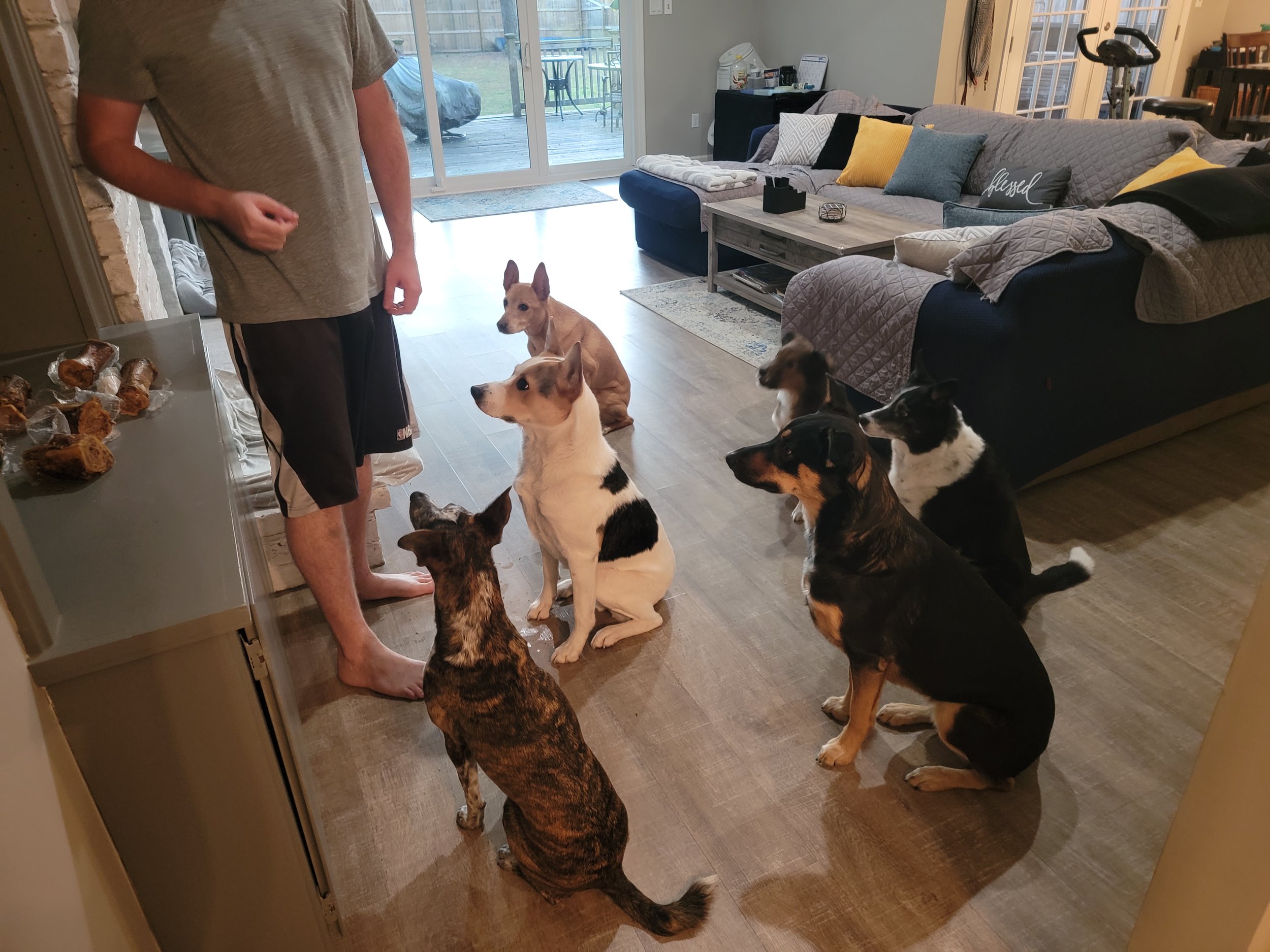 A man with six dogs in a living room, sitting attentively and looking at him as he stands near a counter with treats.