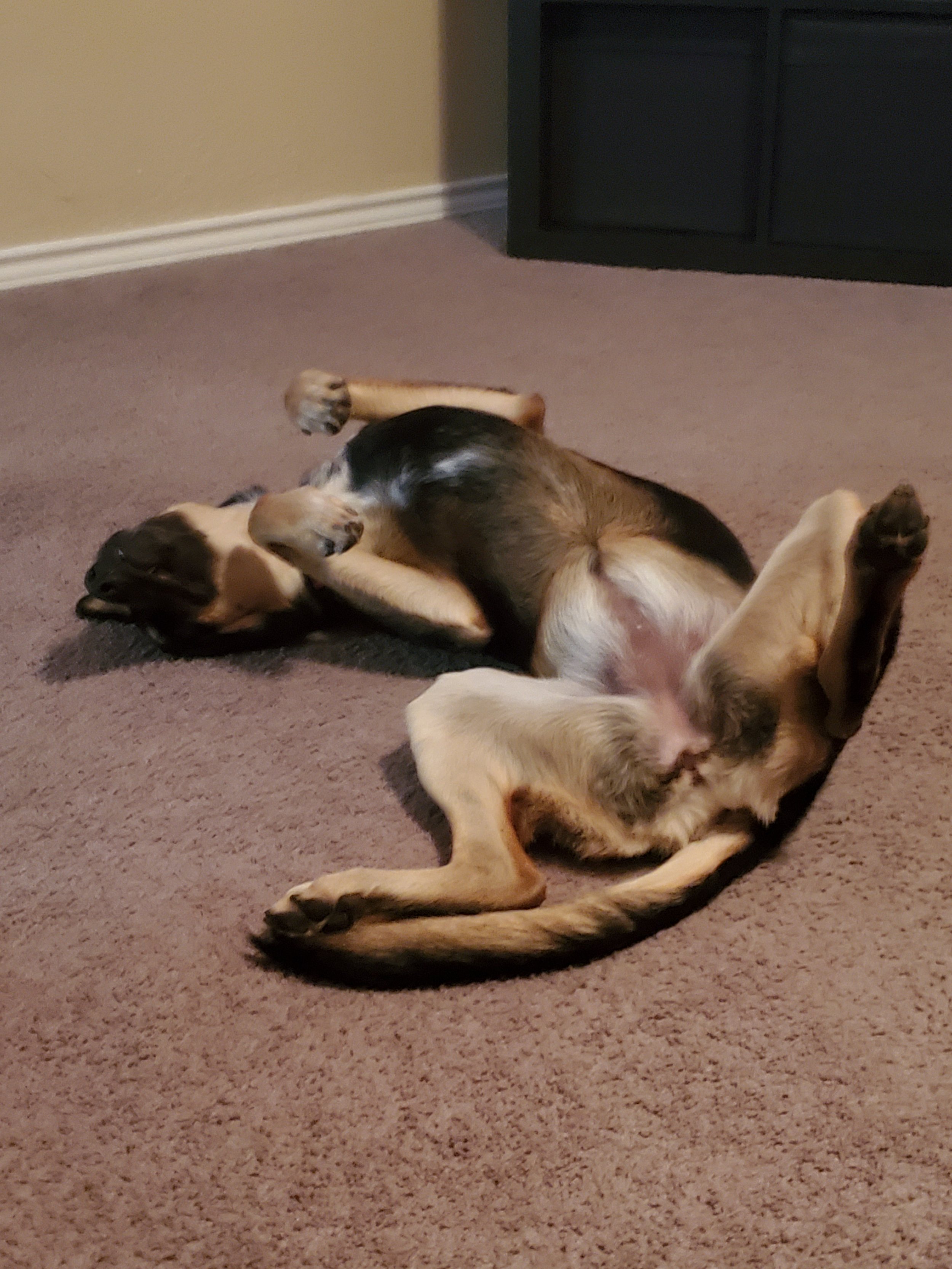 Two playful puppies lying on their backs on a carpeted floor, one with a black and tan coat and the other with a fawn and black coat.