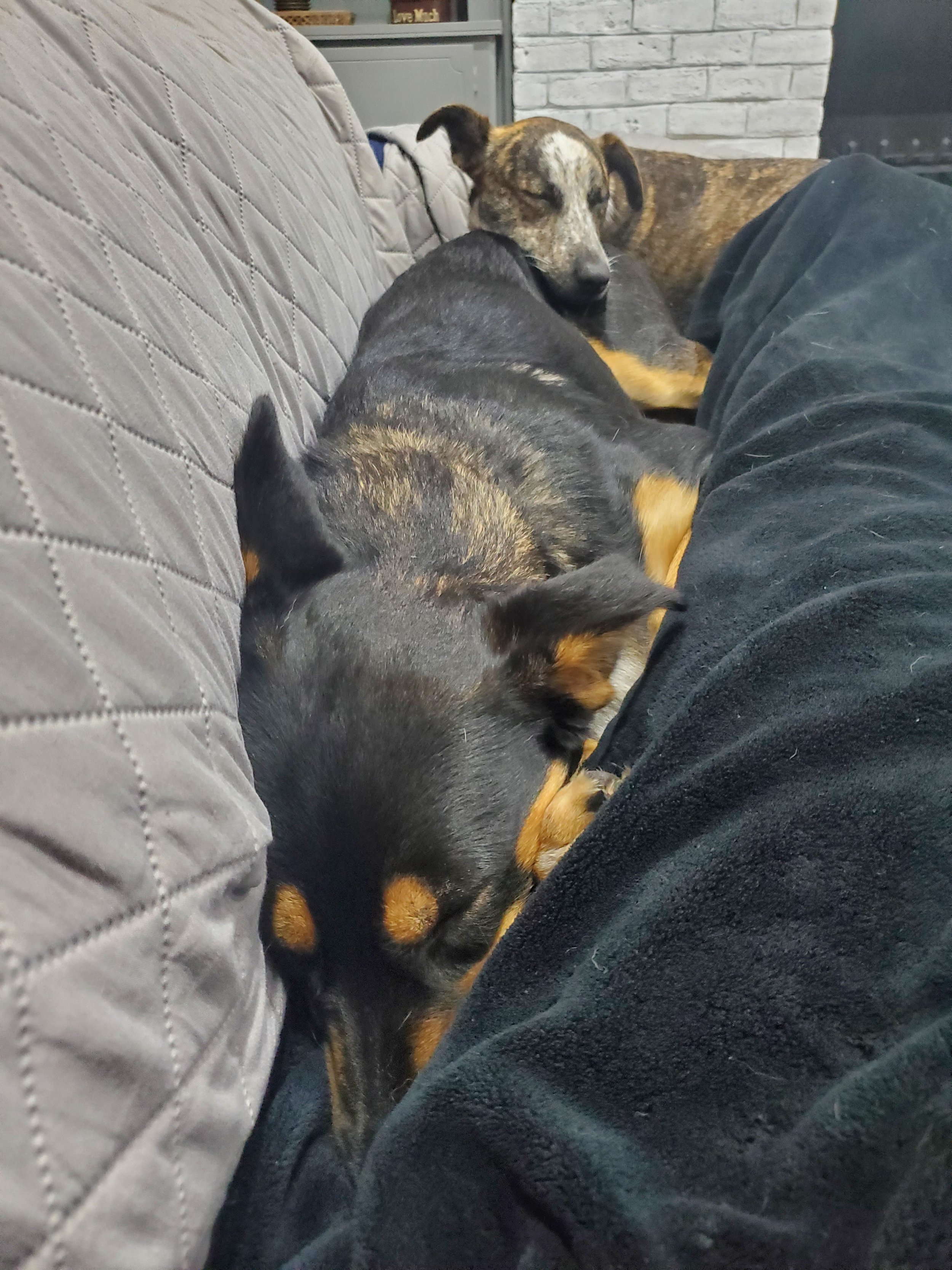 Three puppies, two black and tan and one brindle, sleeping on a person's lap on a gray couch in a cozy indoor setting.
