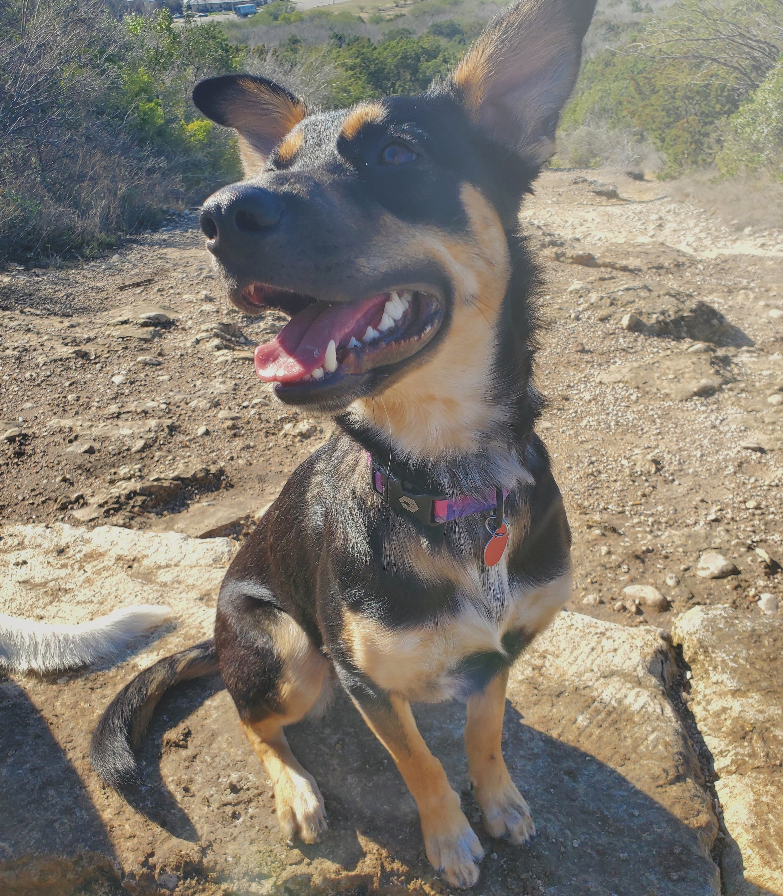 A happy dog with a black, tan, and brown coat sitting outdoors on a rocky trail with green bushes and a distant hillside in the background.