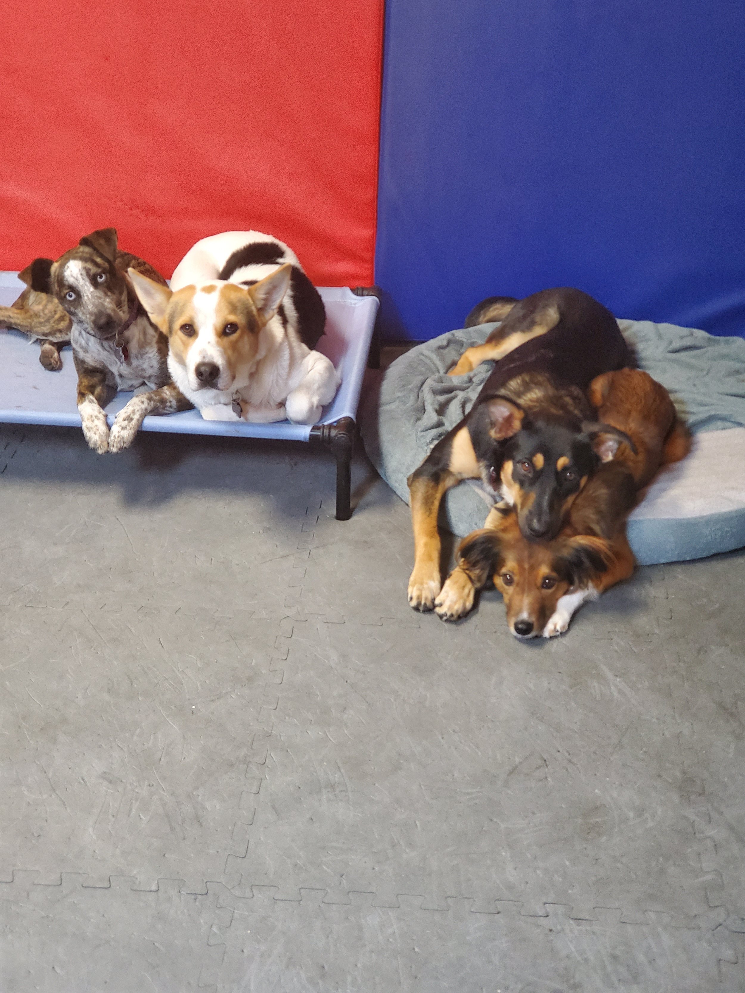 Four dogs resting indoors on a gray textured floor with red and blue padded walls in the background. Two dogs on the left are on a small elevated platform, and two dogs on the right are lying on a gray bed.