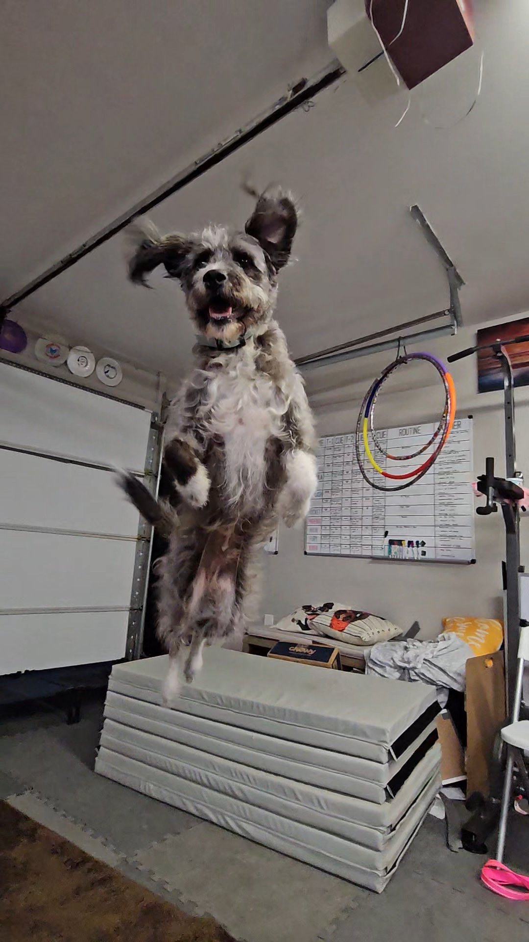 A dog jumping in the air inside a garage or workout space, with workout equipment and a whiteboard in the background.