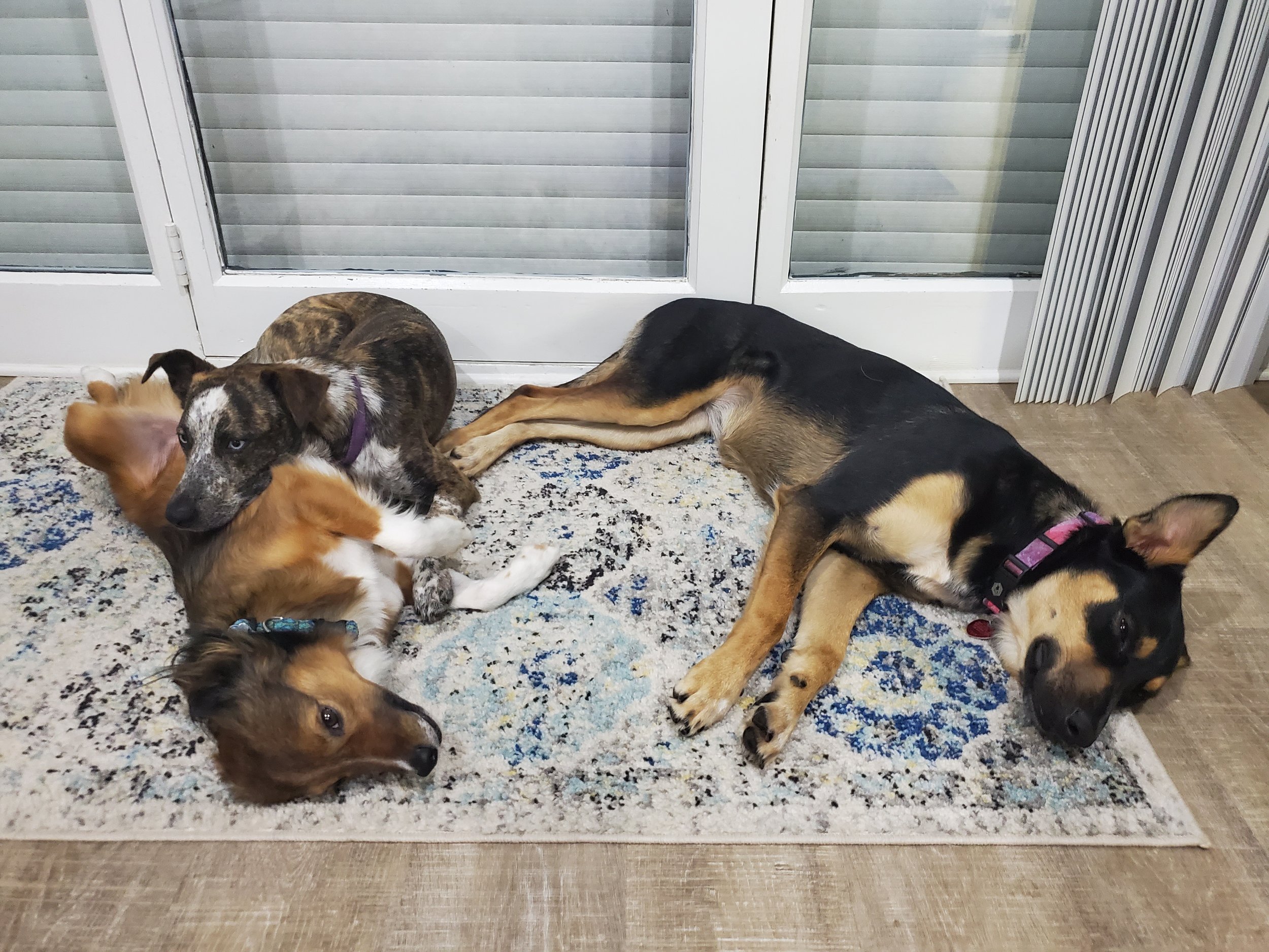 Four dogs lying and playing on a patterned rug in front of glass sliding doors.
