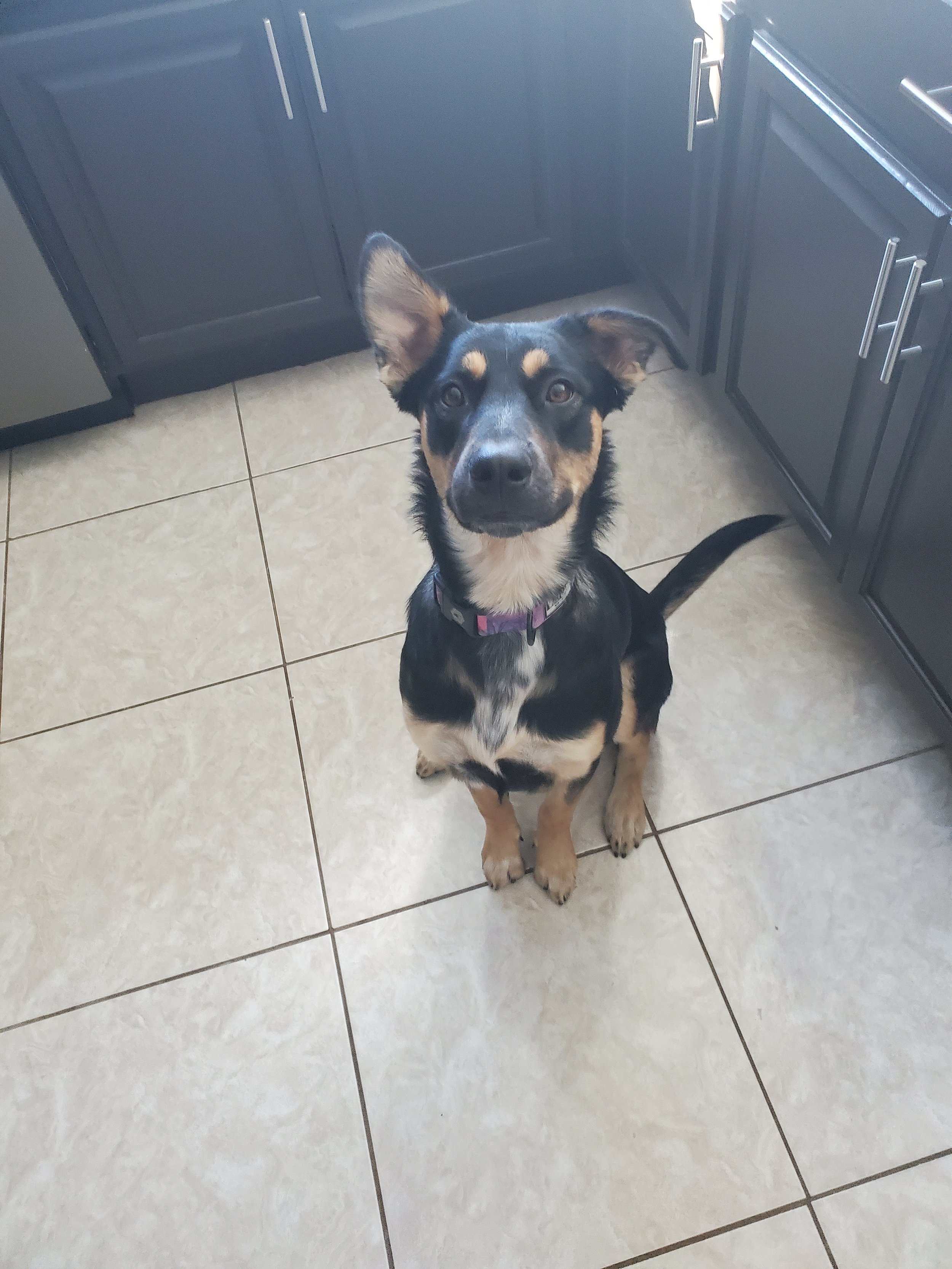 A young black and tan dog with one floppy ear, sitting on a tiled kitchen floor, looking up at the camera.