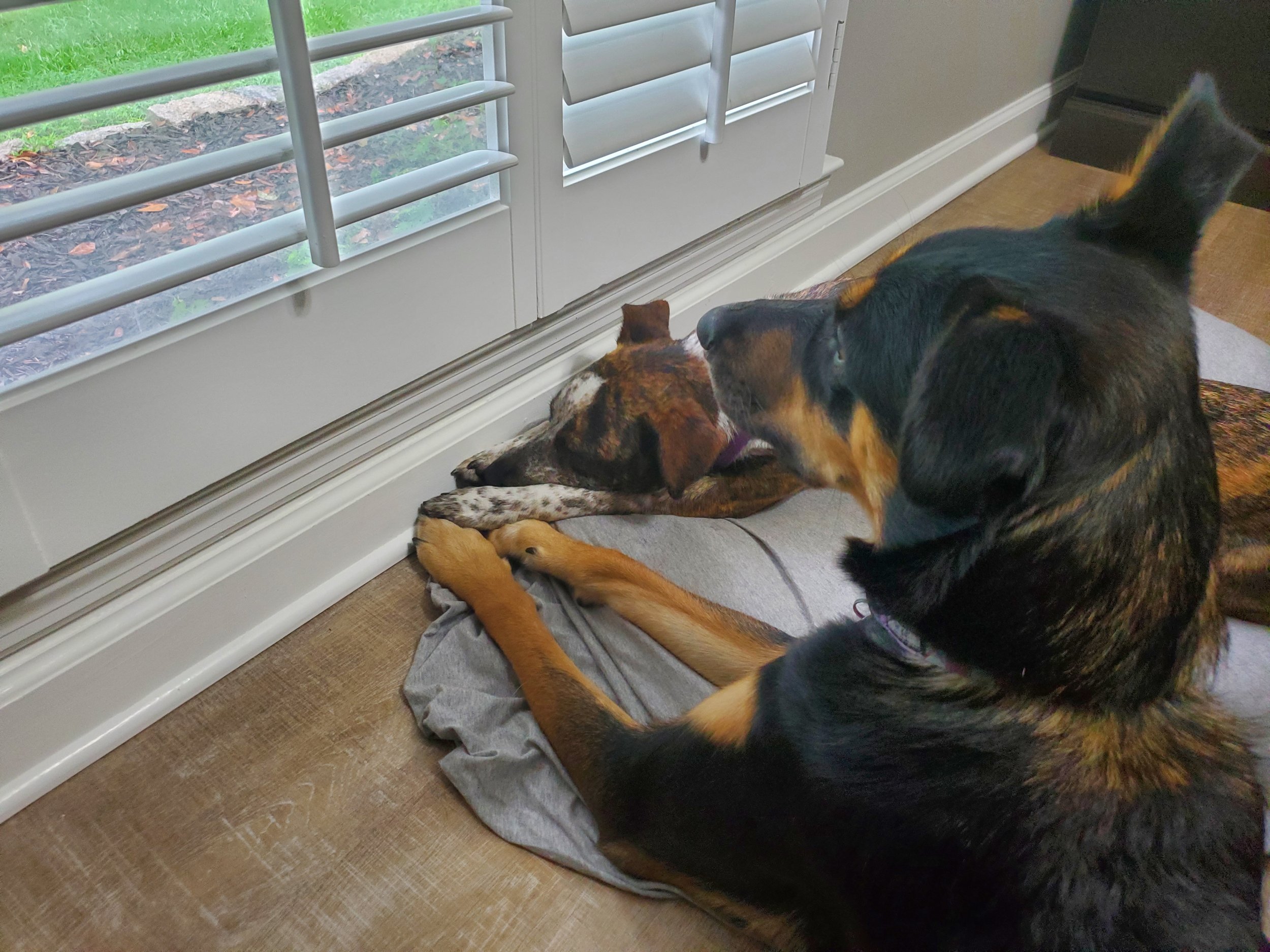 A dog and a cat are lying on a gray blanket on a hardwood floor, looking out through a window with white blinds.