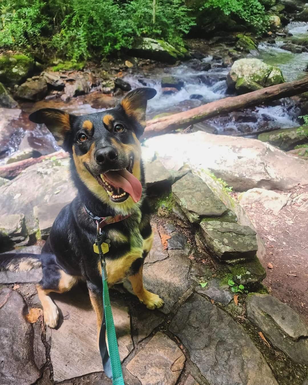 Happy dog with a collar and green leash sitting on a rocks near a stream in a wooded area.