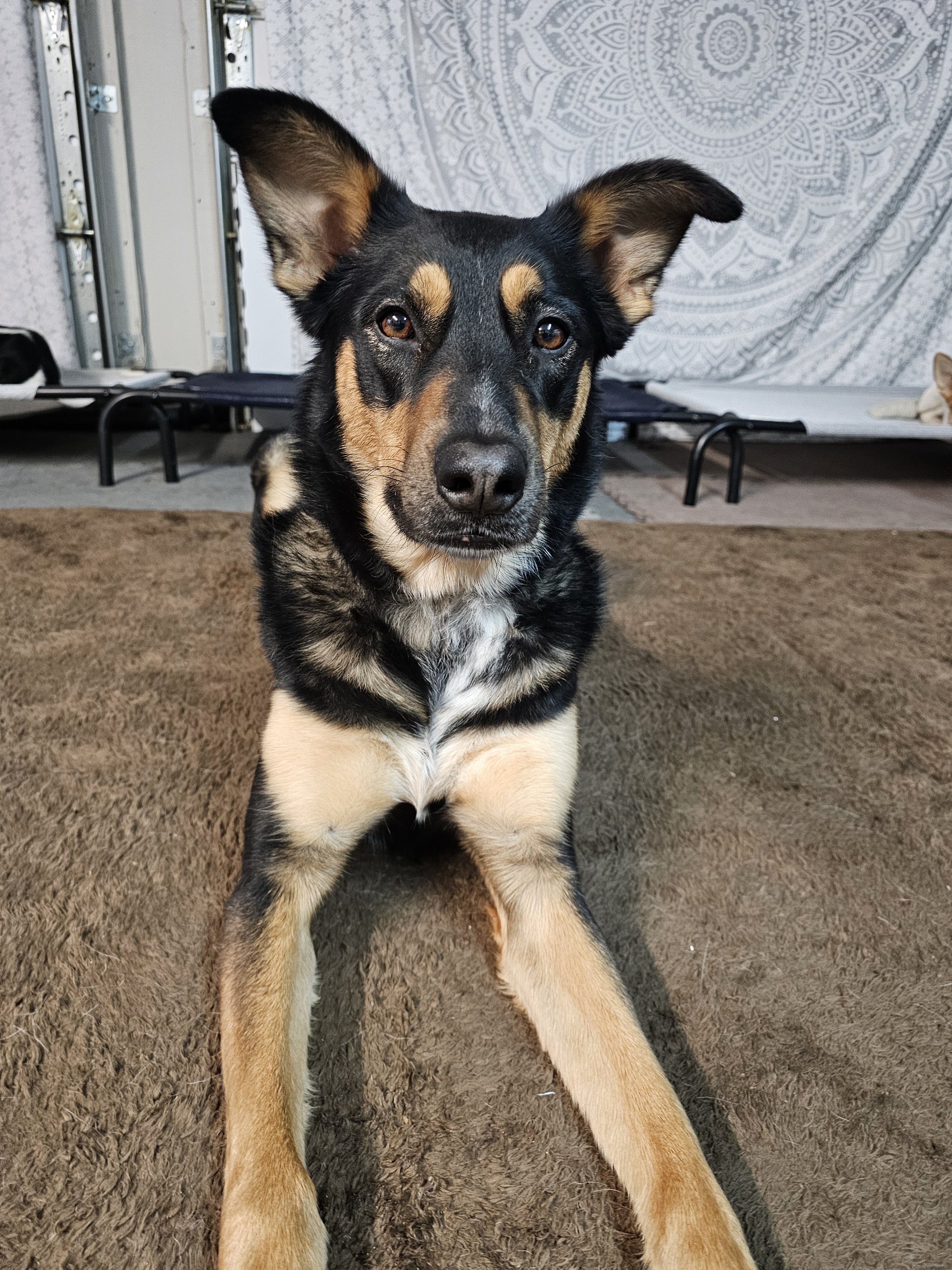 A black and tan dog with large ears sits on a brown carpet, looking directly at the camera with an attentive expression.