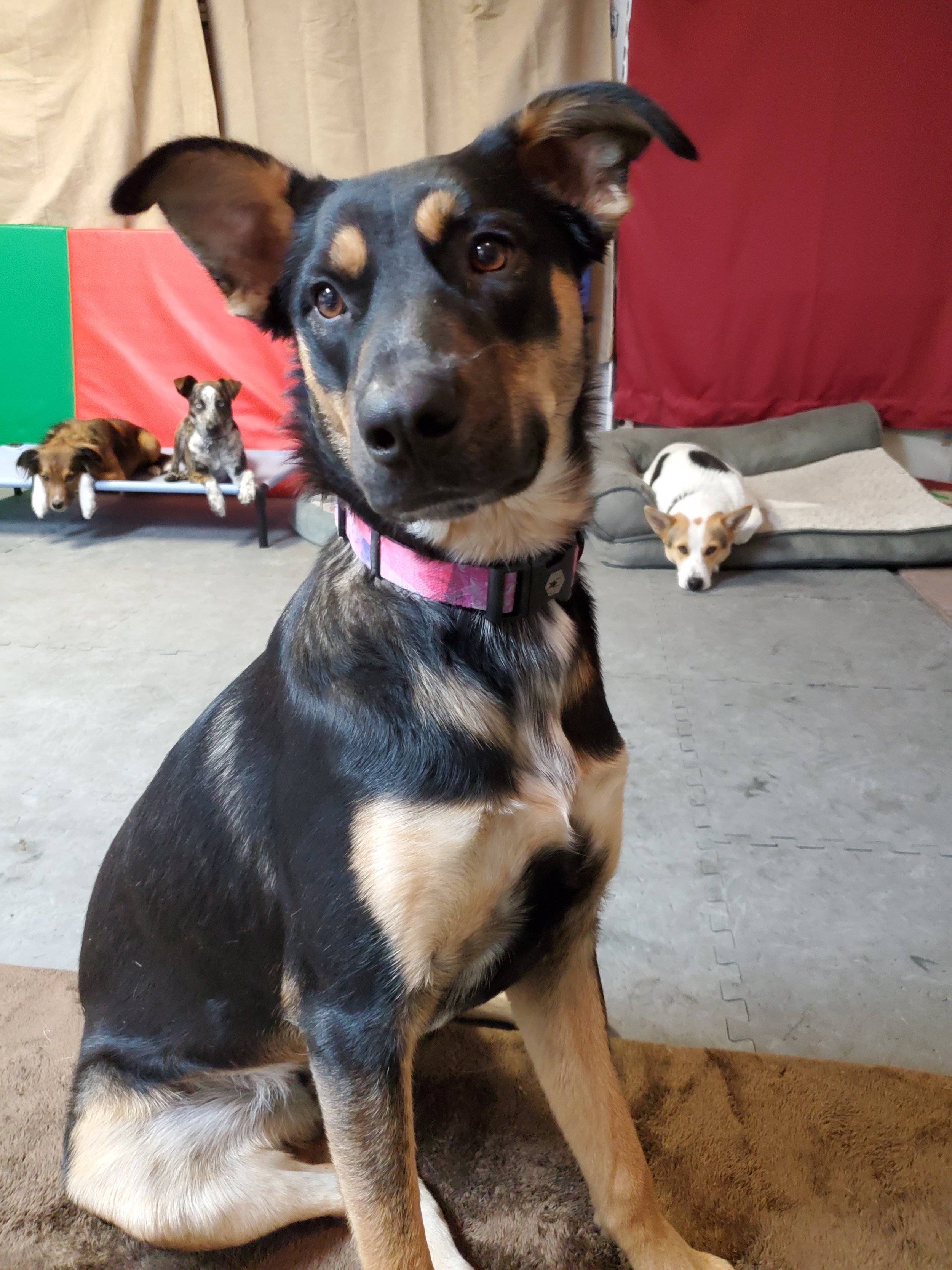 A large black and tan dog sitting on a brown mat indoors, with four other smaller dogs resting in the background.