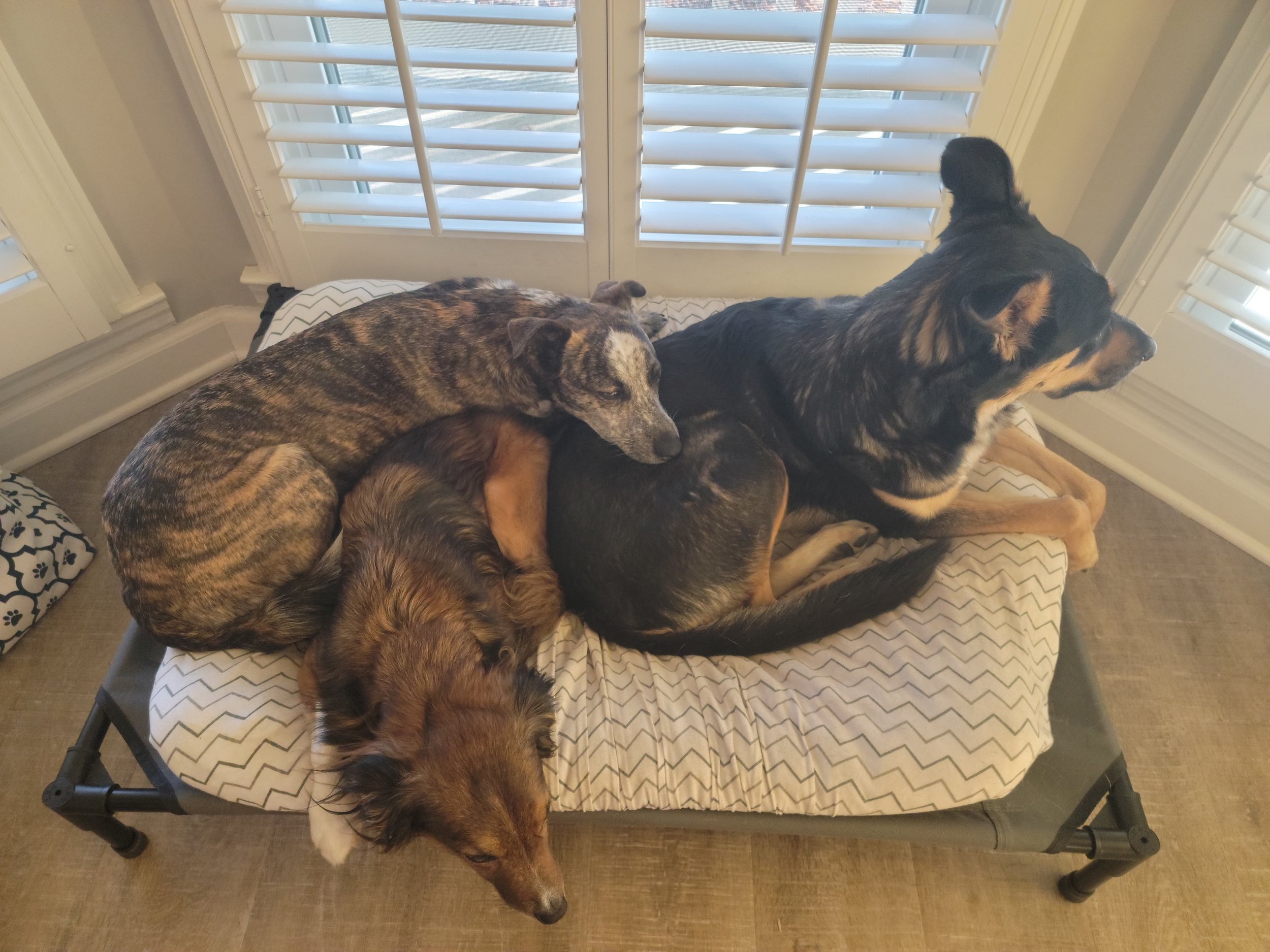 Three dogs sleeping together on a dog bed in front of a window with white shutters.