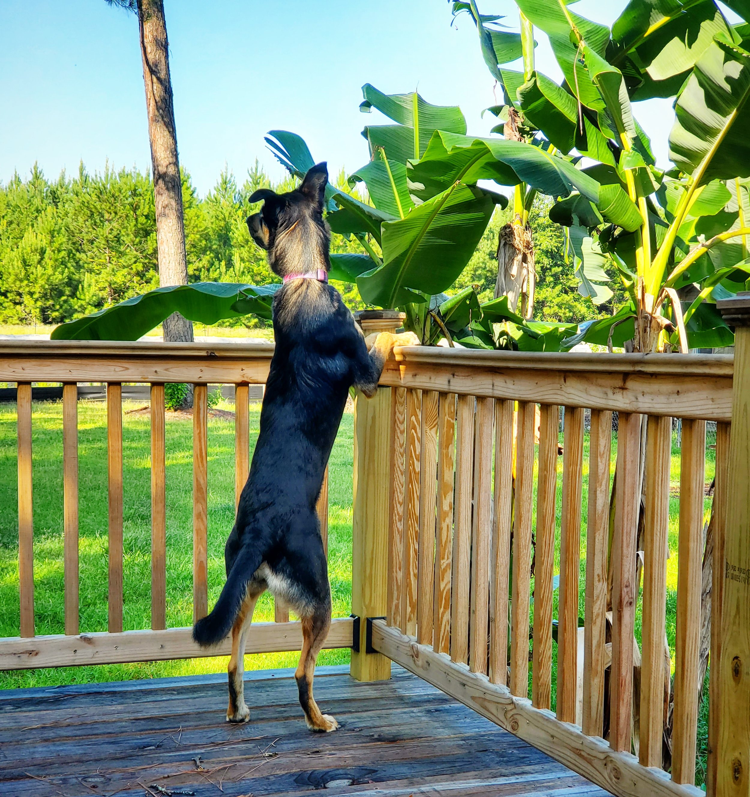 A small black and tan dog standing on its hind legs on a wooden deck, leaning on a railing while looking at large banana plants in a backyard.