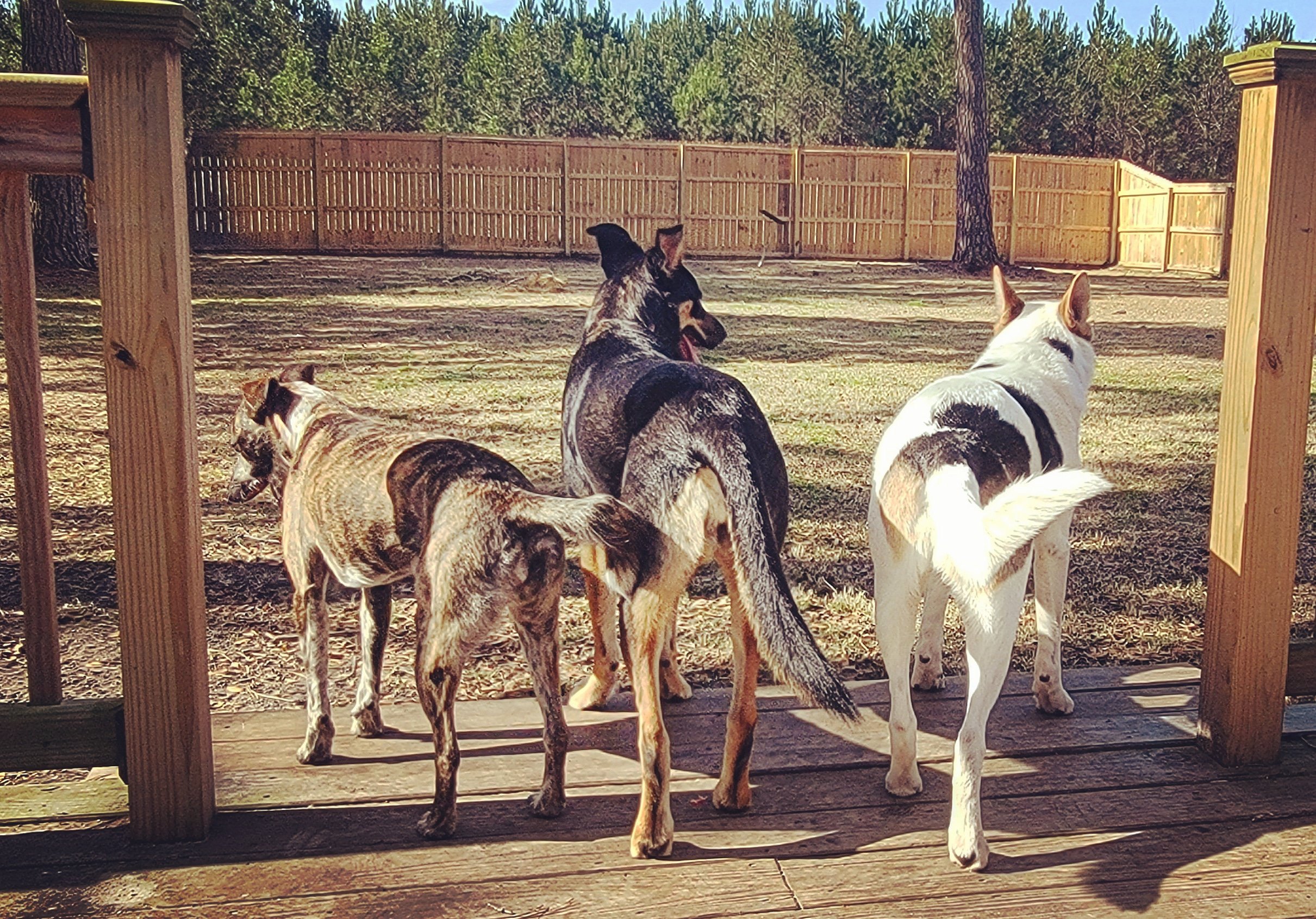 Three dogs standing on a wooden deck, facing away, looking into a fenced outdoor area with trees in the distance.