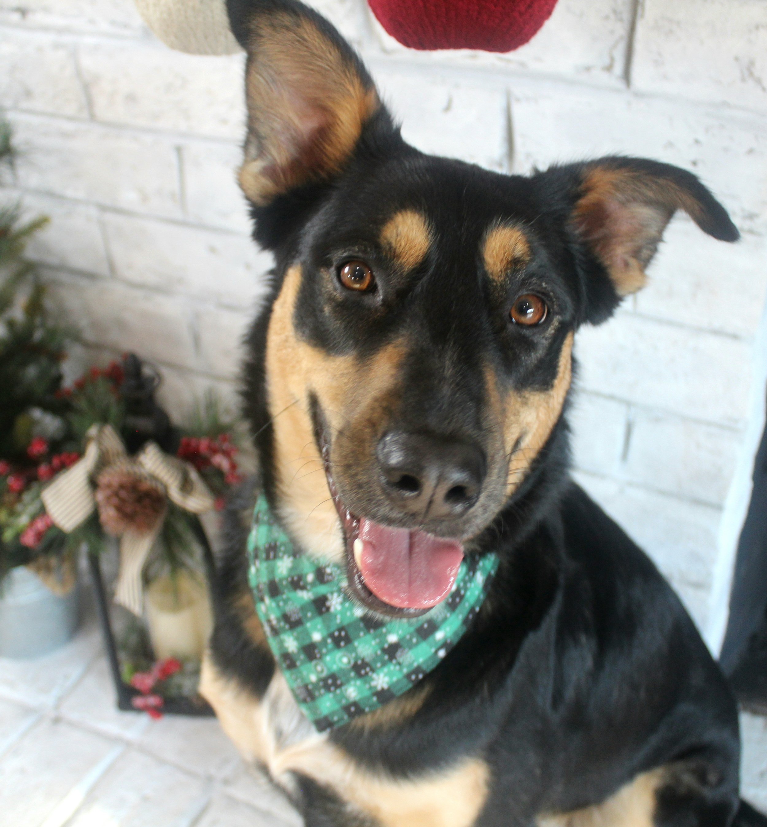 A black and tan dog wearing a green bandana, sitting indoors near a white brick wall and a Christmas decoration.