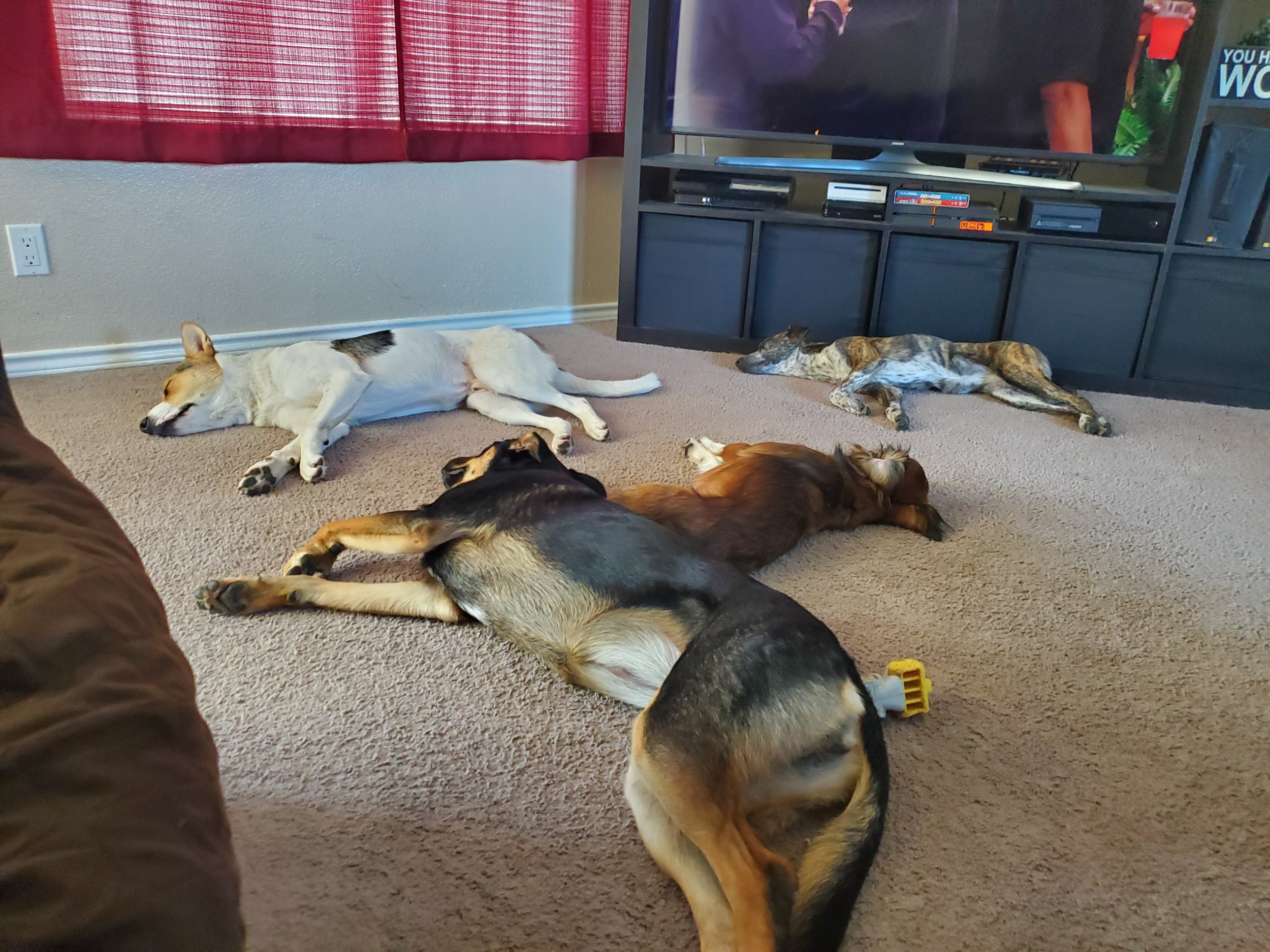 Four dogs sleeping on a beige carpet in a living room, with a TV and entertainment center in the background.