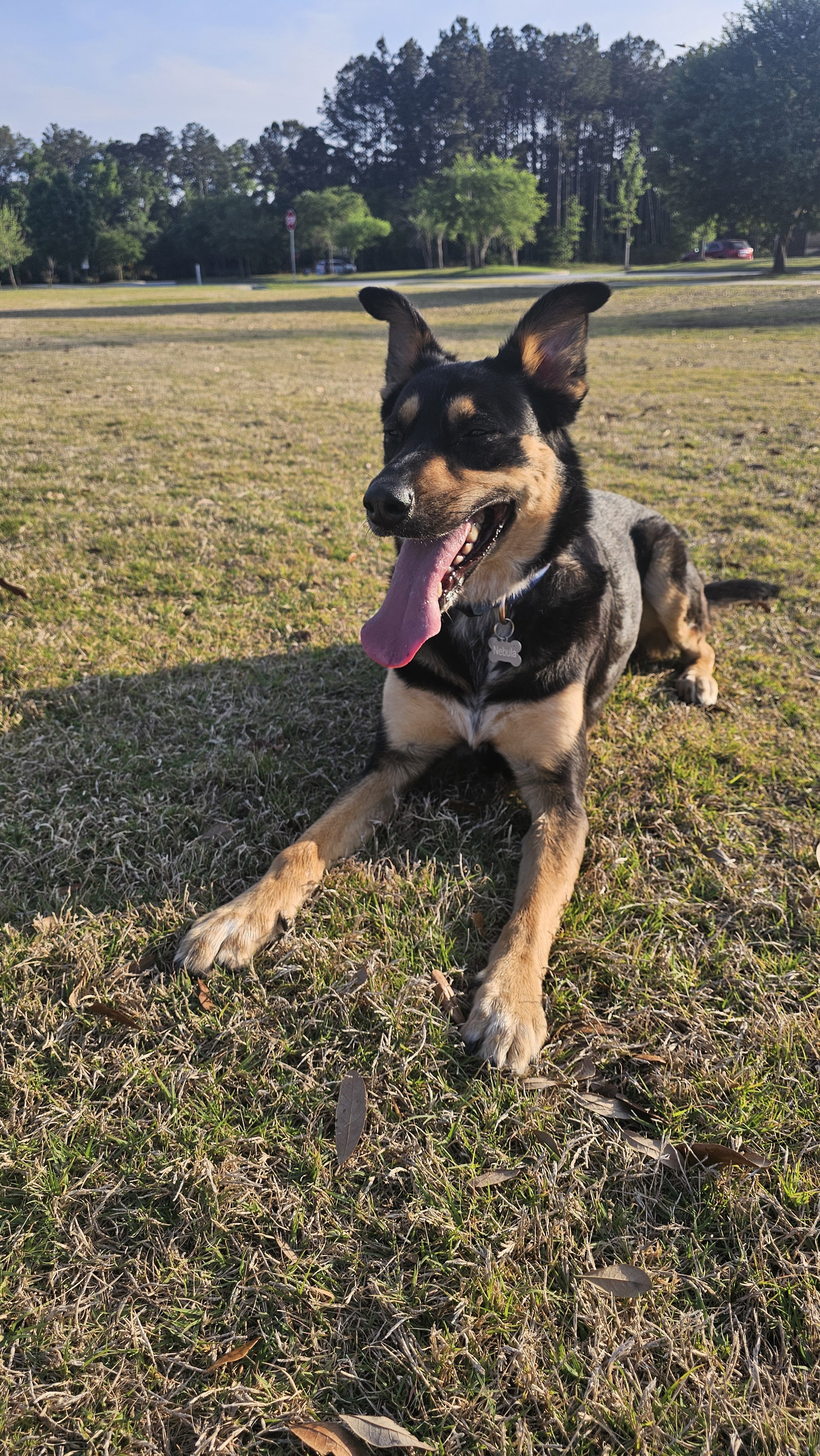 A happy small dog with black and brown fur lying on grass in a park with trees and cars in the background.