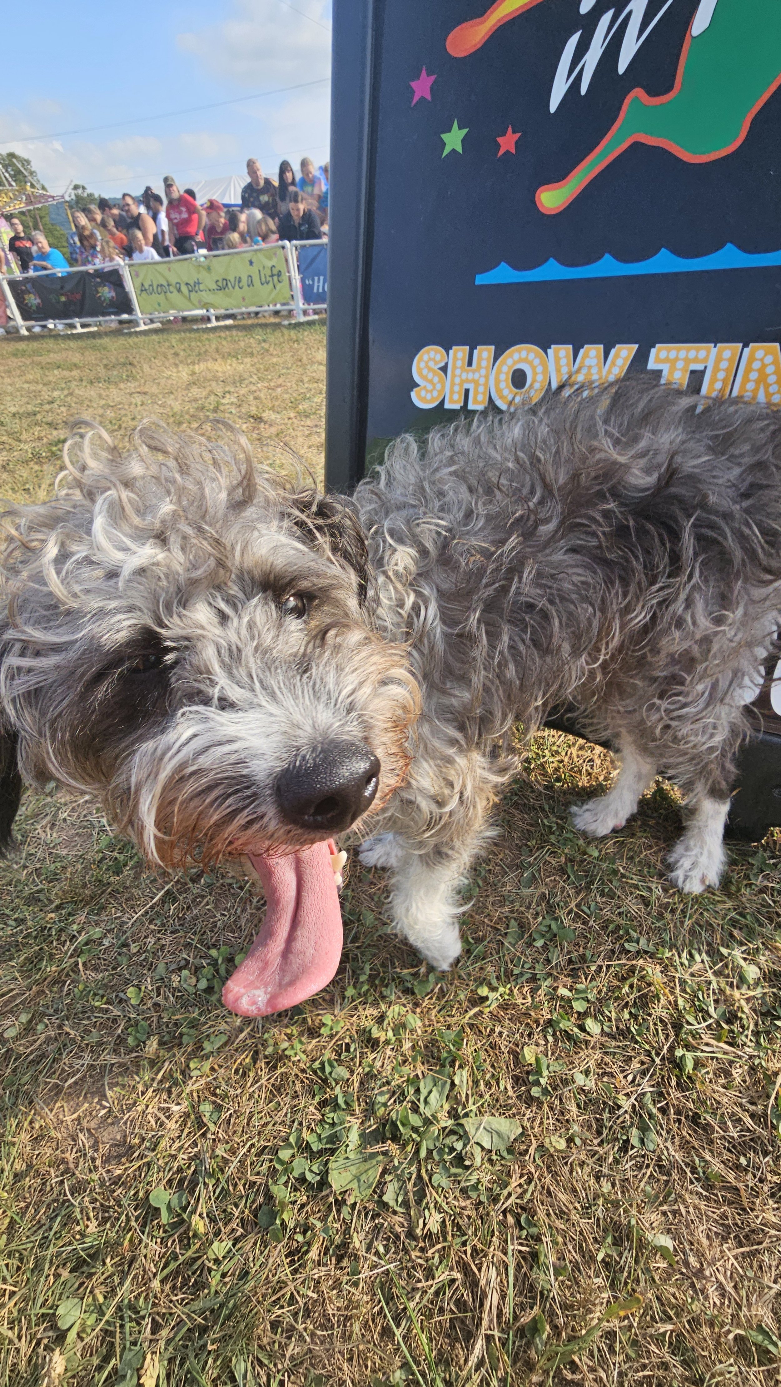 A curly-haired dog with its tongue out standing on grass near a colorful sign, with a crowded outdoor event and rides in the background.