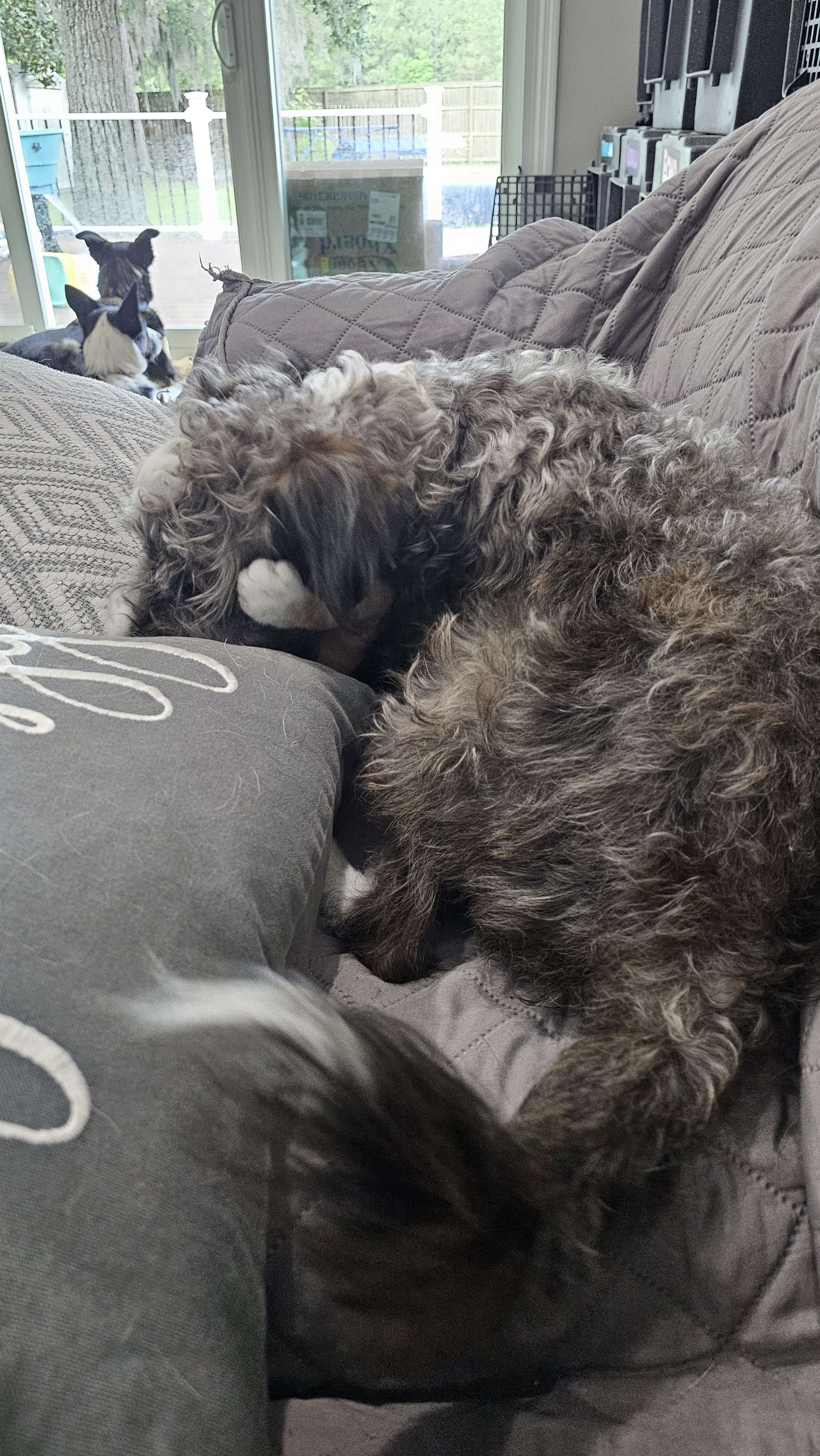 Two curly-haired dogs cuddling on a couch with one resting its head and the other sniffing or nuzzling close, in a living room with sliding glass doors and patio outside.