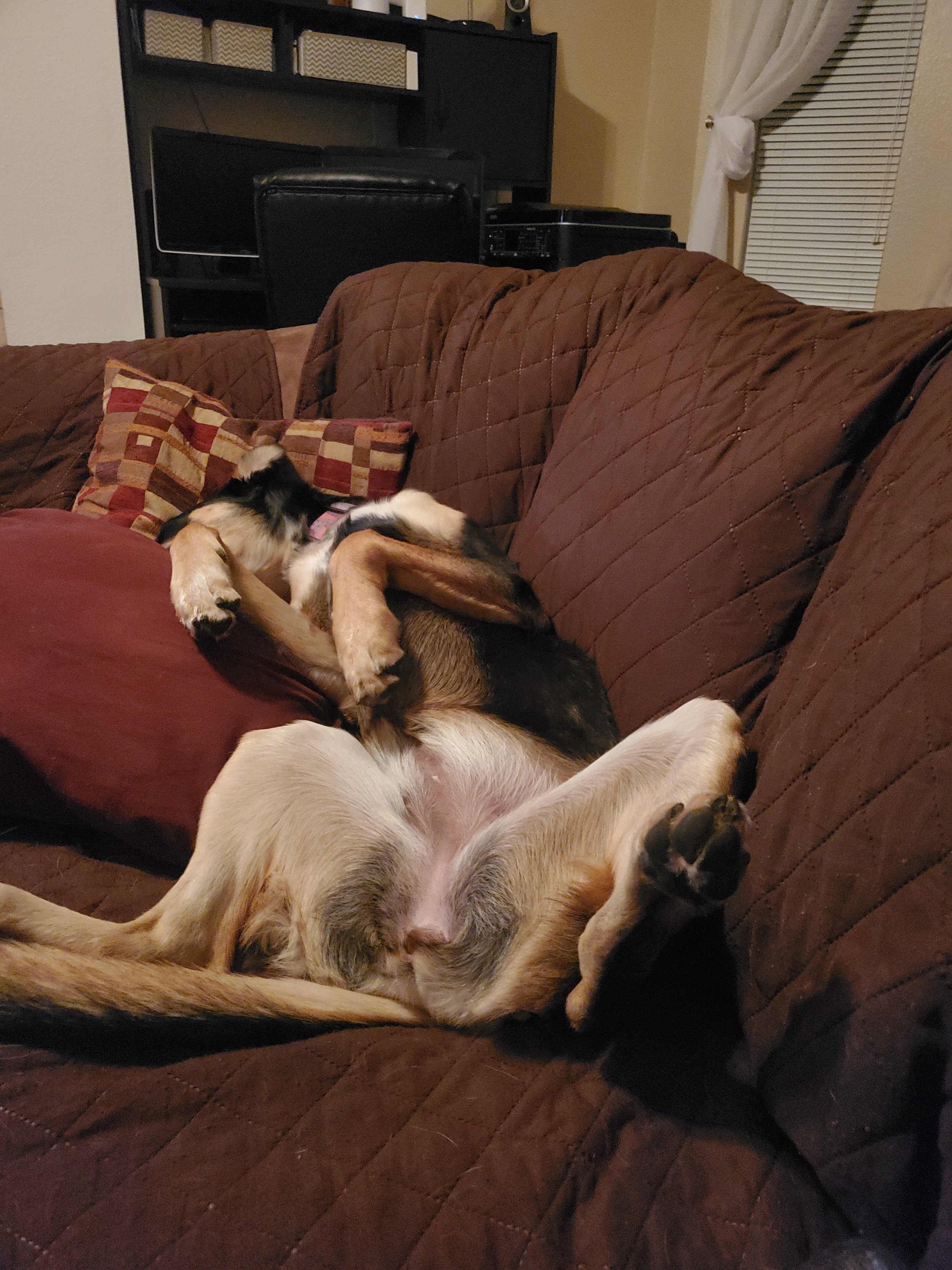 A dog lying on its back on a brown couch, sleeping with its legs in the air and head resting on a pillow.