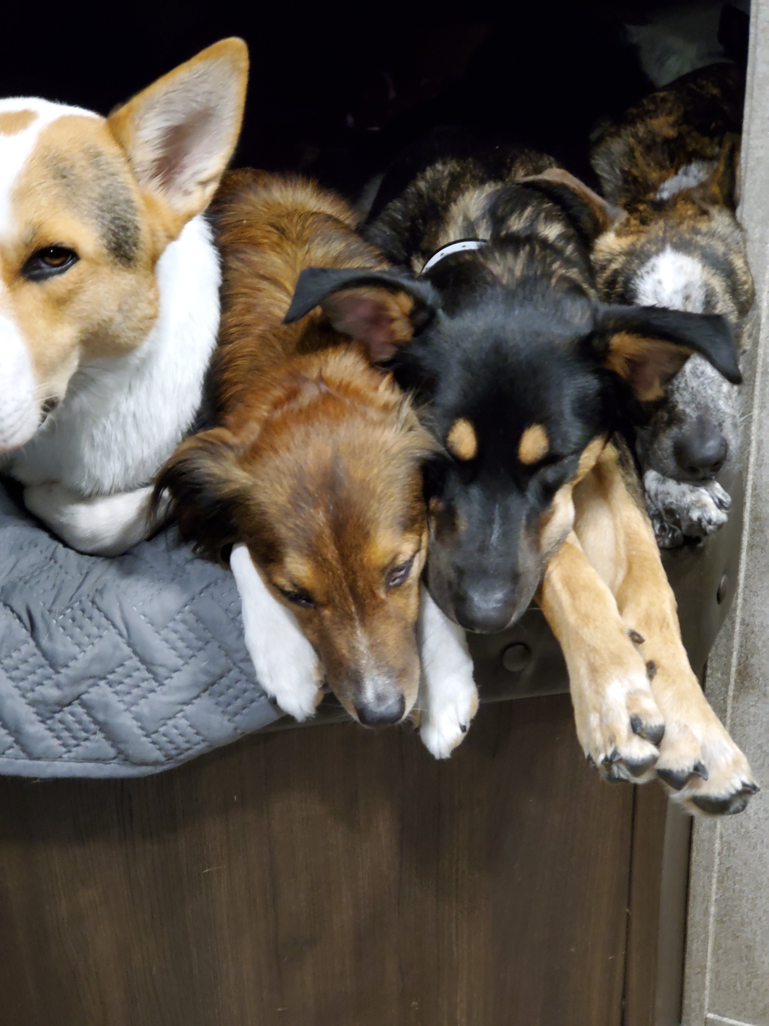 Five puppies and one adult dog are lying together on a padded surface, mostly asleep.