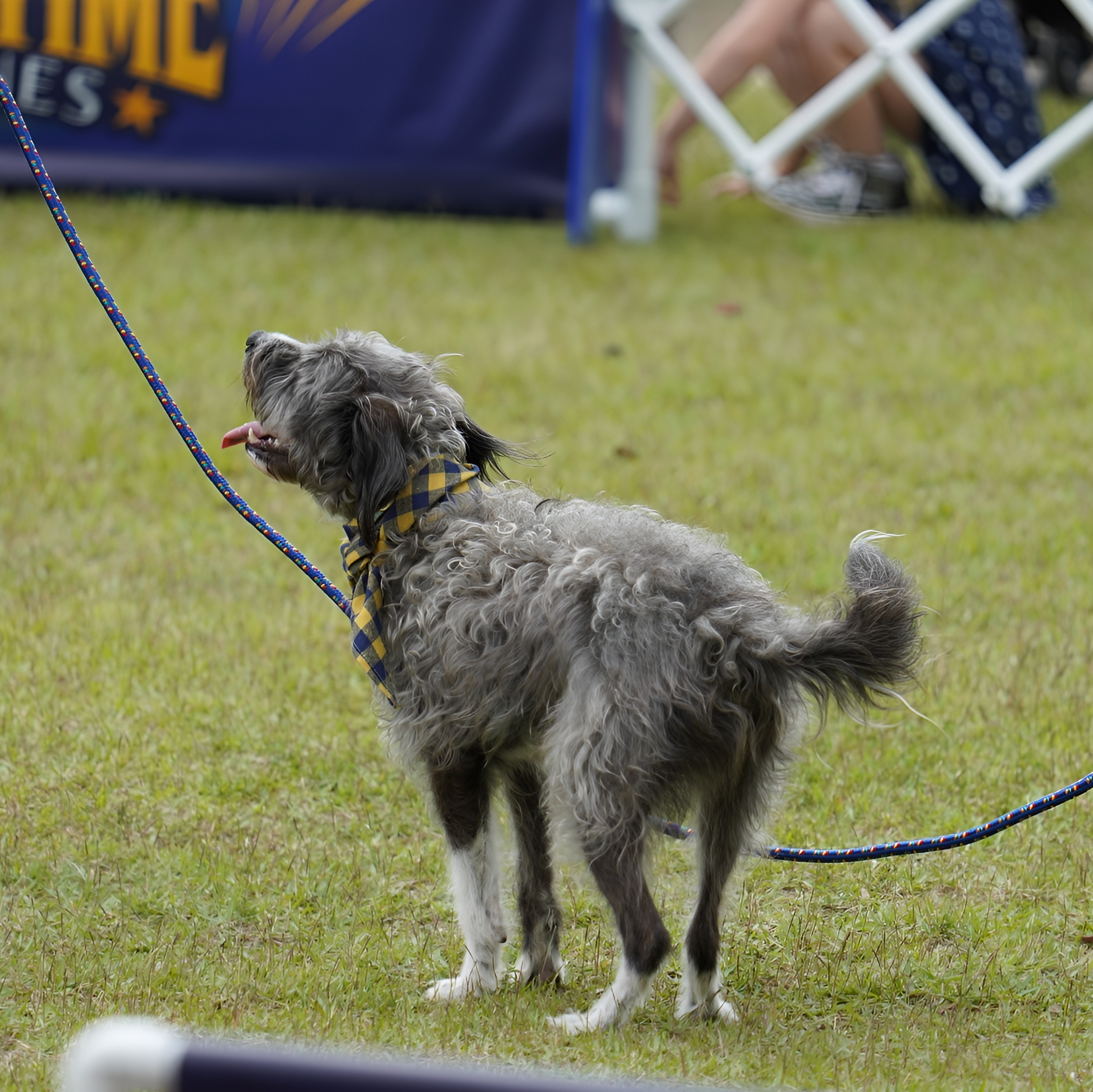A dog with curly fur, wearing a yellow and blue checkered bandana, standing on grass at an outdoor event. The dog is on a leash and appears to be looking up with its tongue slightly out.