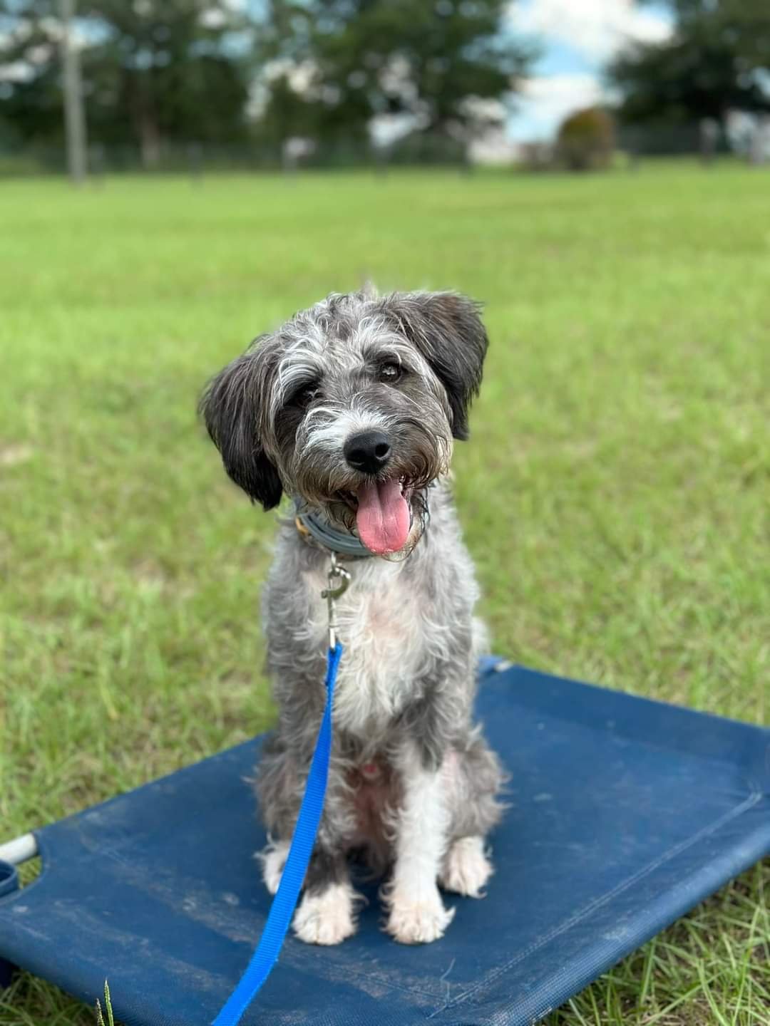 A cute, fluffy dog with gray and black fur, sitting on a blue outdoor mat in a grassy park, with trees and a partly cloudy sky in the background, panting with its tongue out.