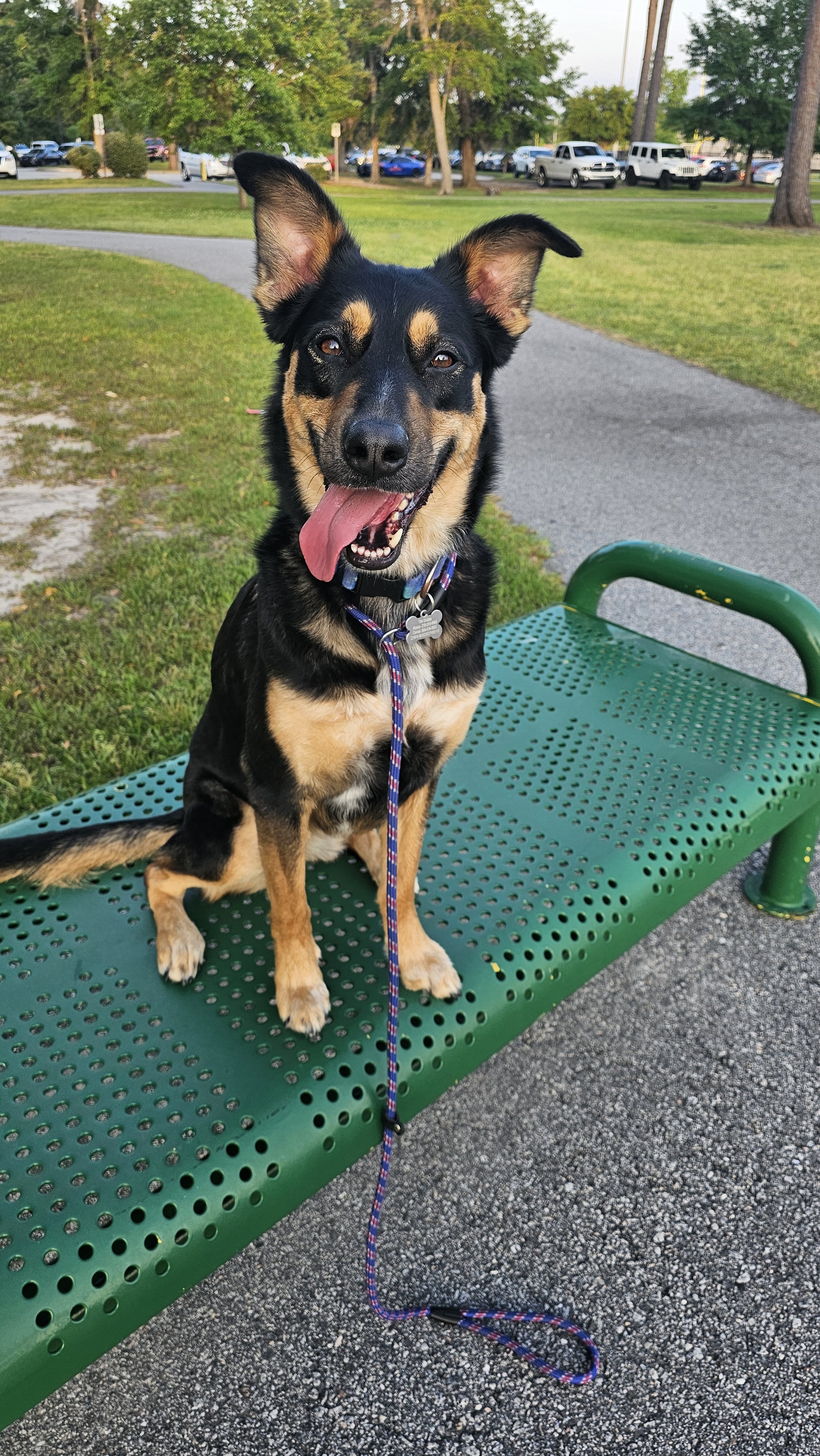A happy black and tan dog sitting on a green park bench, panting with its tongue out, in a park with trees and parking lot in the background.