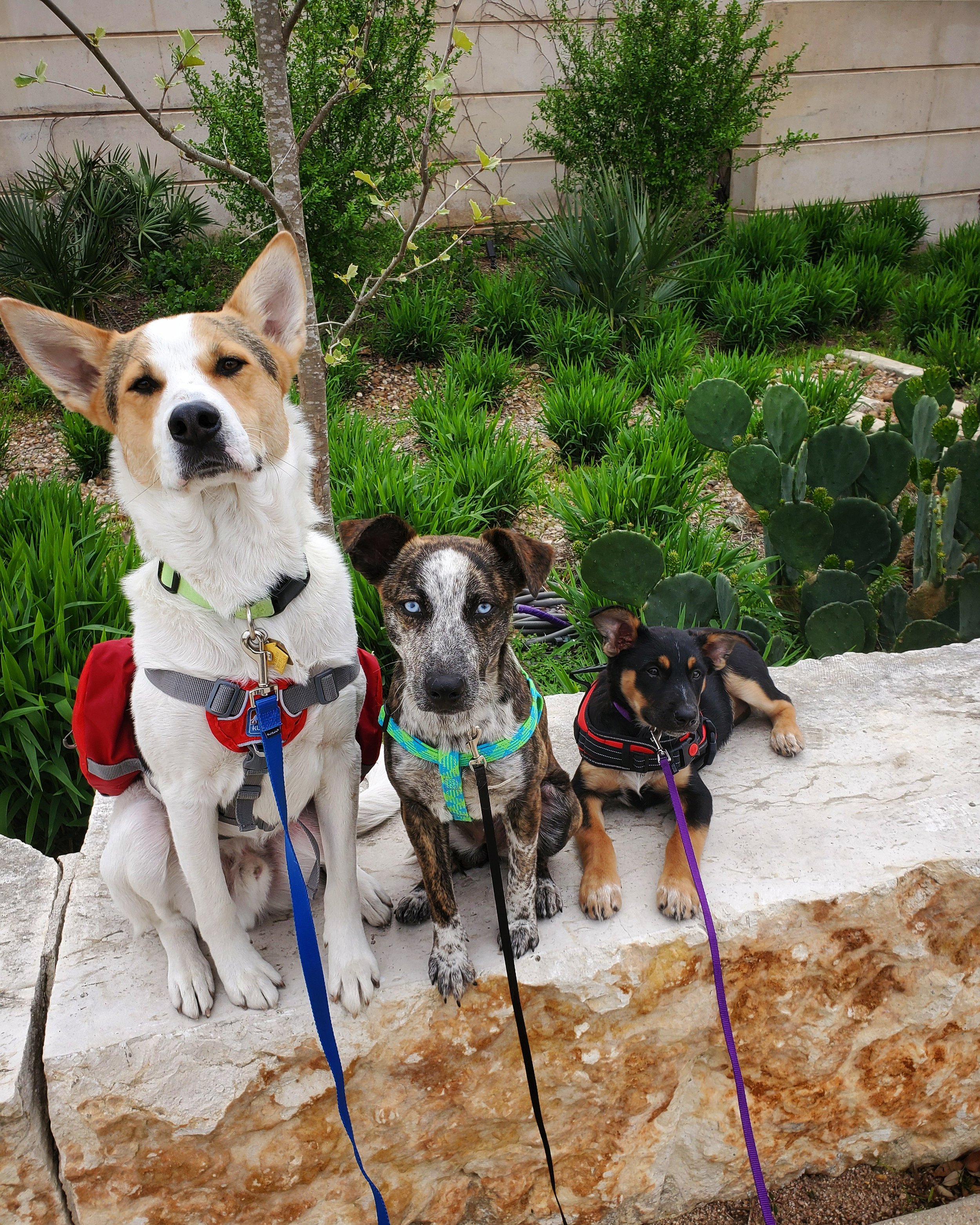 Three dogs sitting on a stone ledge in front of a lush green garden with various plants, including a small tree, cacti, and other foliage.