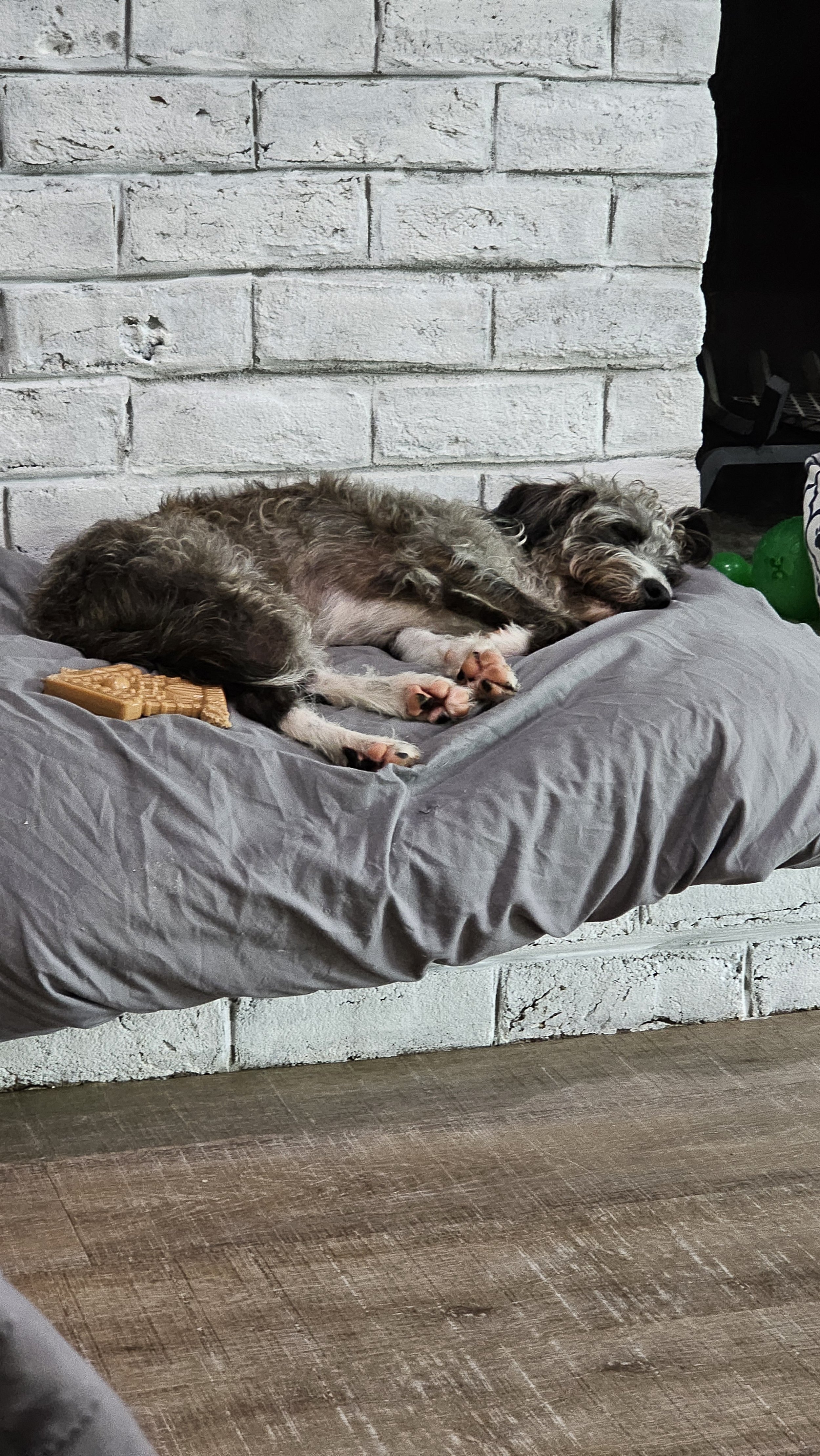 A dog with a gray, black, and white coat is sleeping on a gray cushion against a white brick wall, with a dog biscuit next to it and some green and black balloons partially visible on the right side.