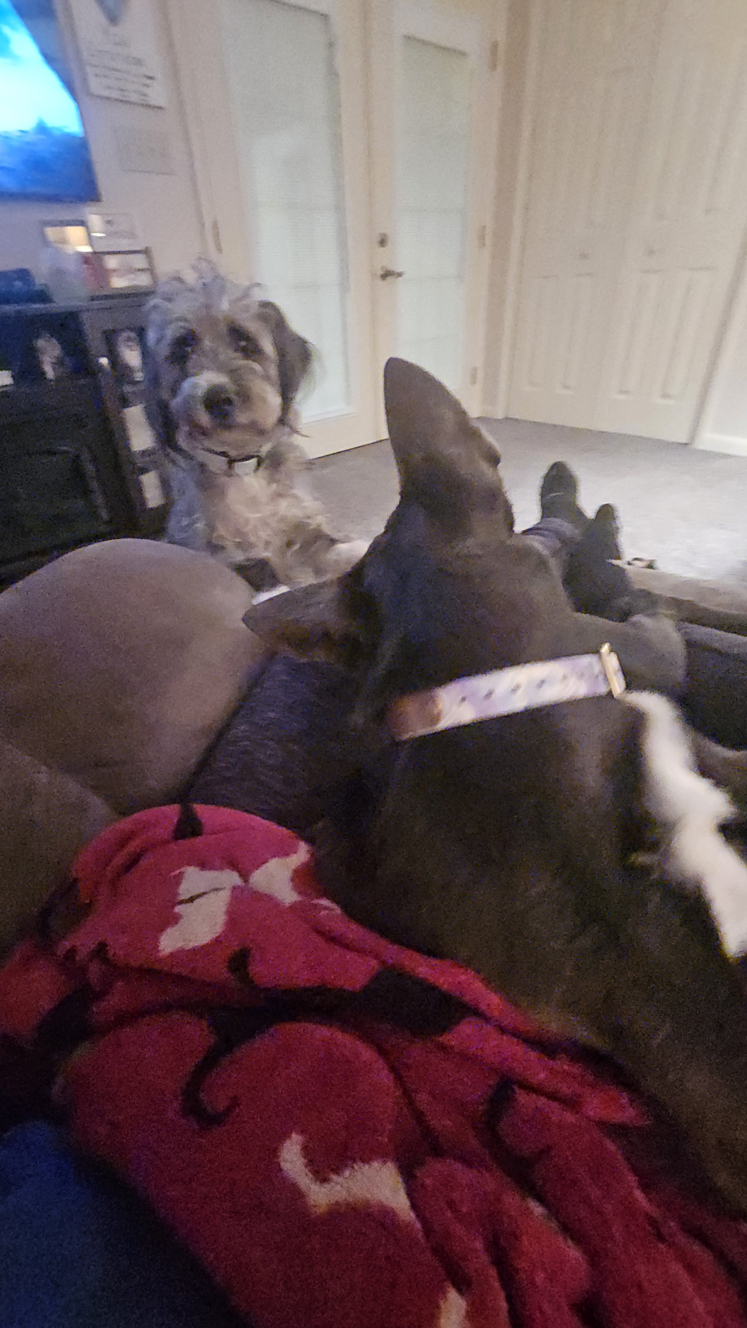 Two dogs, one with black and brown fur and a pink collar and the other with tan, gray, and black fur, sitting on a couch in a living room. The tan and gray dog is looking at the camera while the black and brown dog is lying down with its head resting
