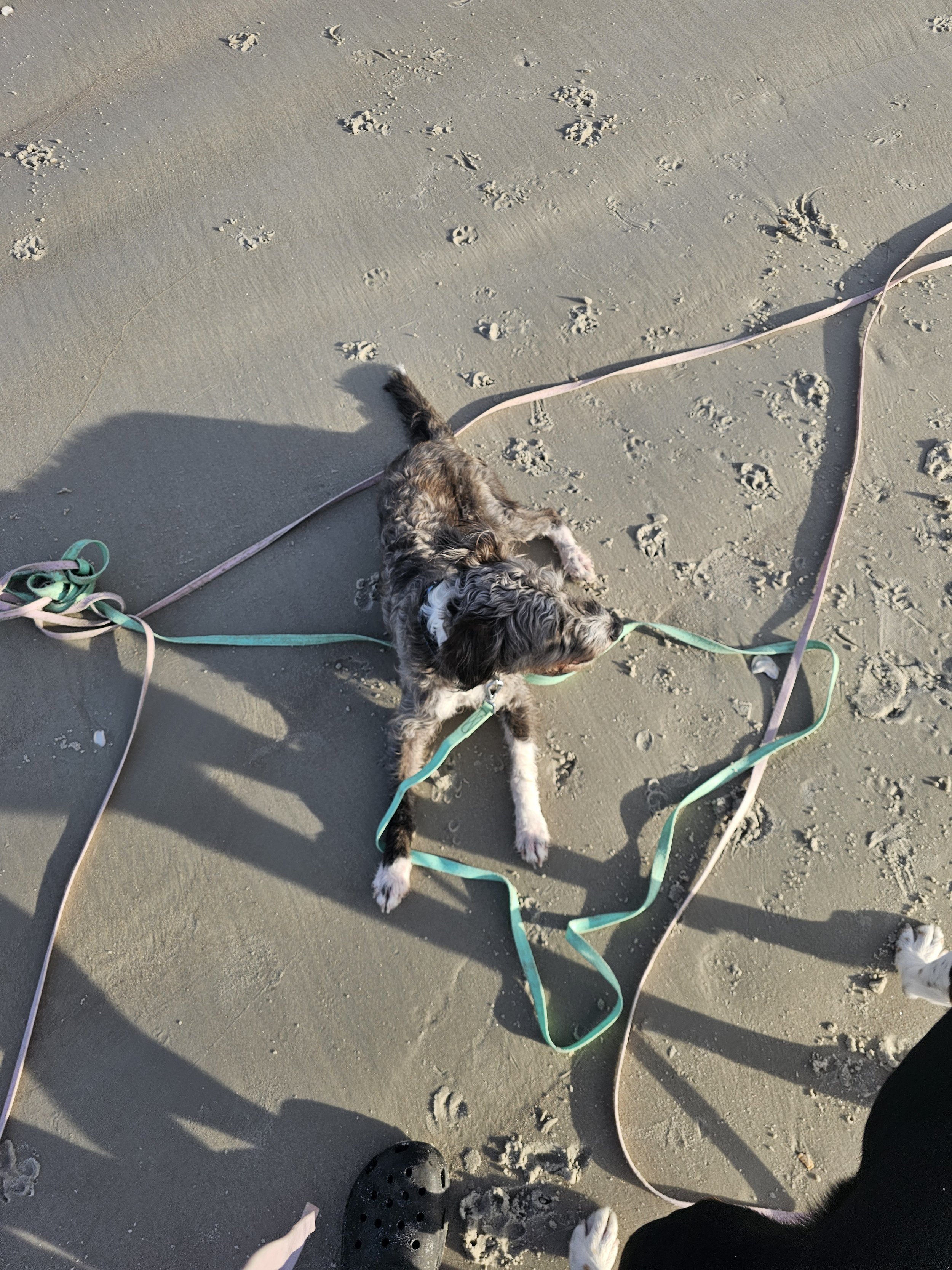A dog lying on the sand at the beach, tangled in several colorful leashes. The dog's shadow and the edge of a person’s shoe are visible.