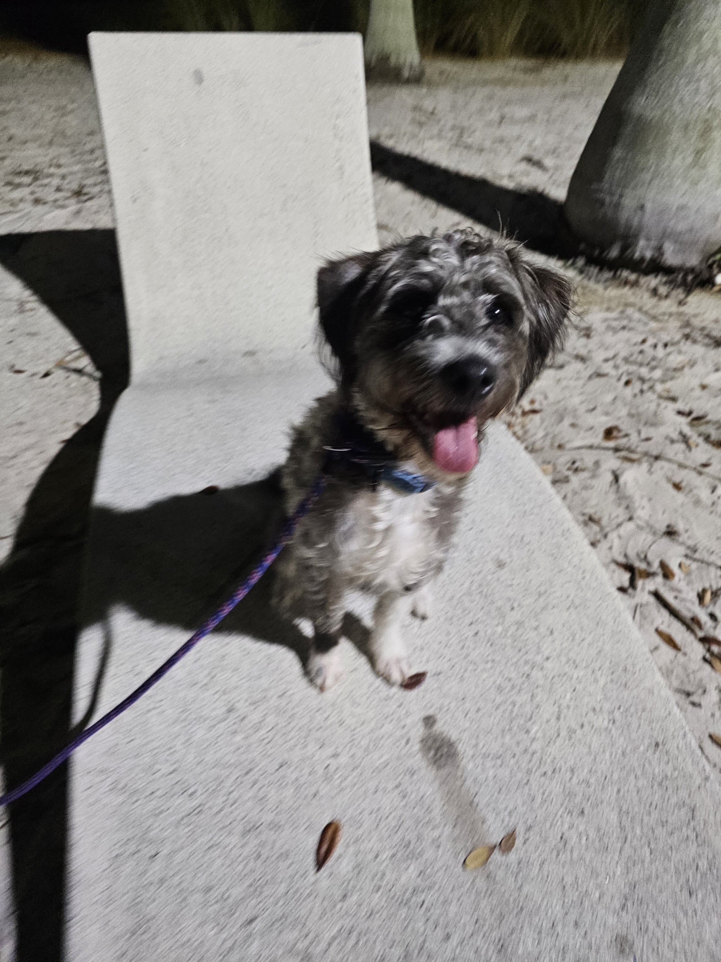 A small, fluffy puppy with gray, black, and white fur sitting on a concrete bench, looking at the camera with its tongue out, at night.
