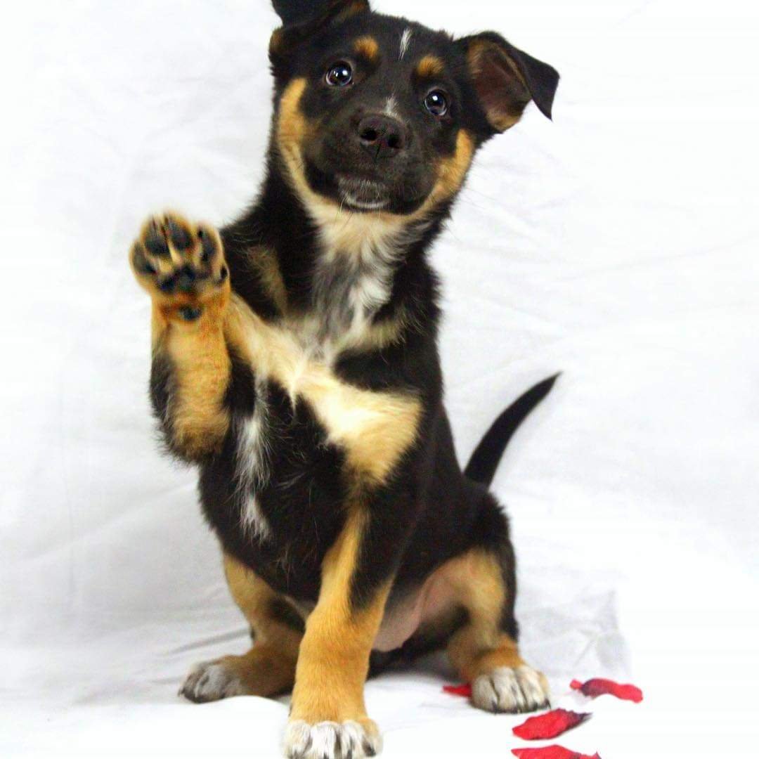 A black and tan puppy with one paw raised, sitting on a white surface with red petal-like objects nearby, gazing at the camera.