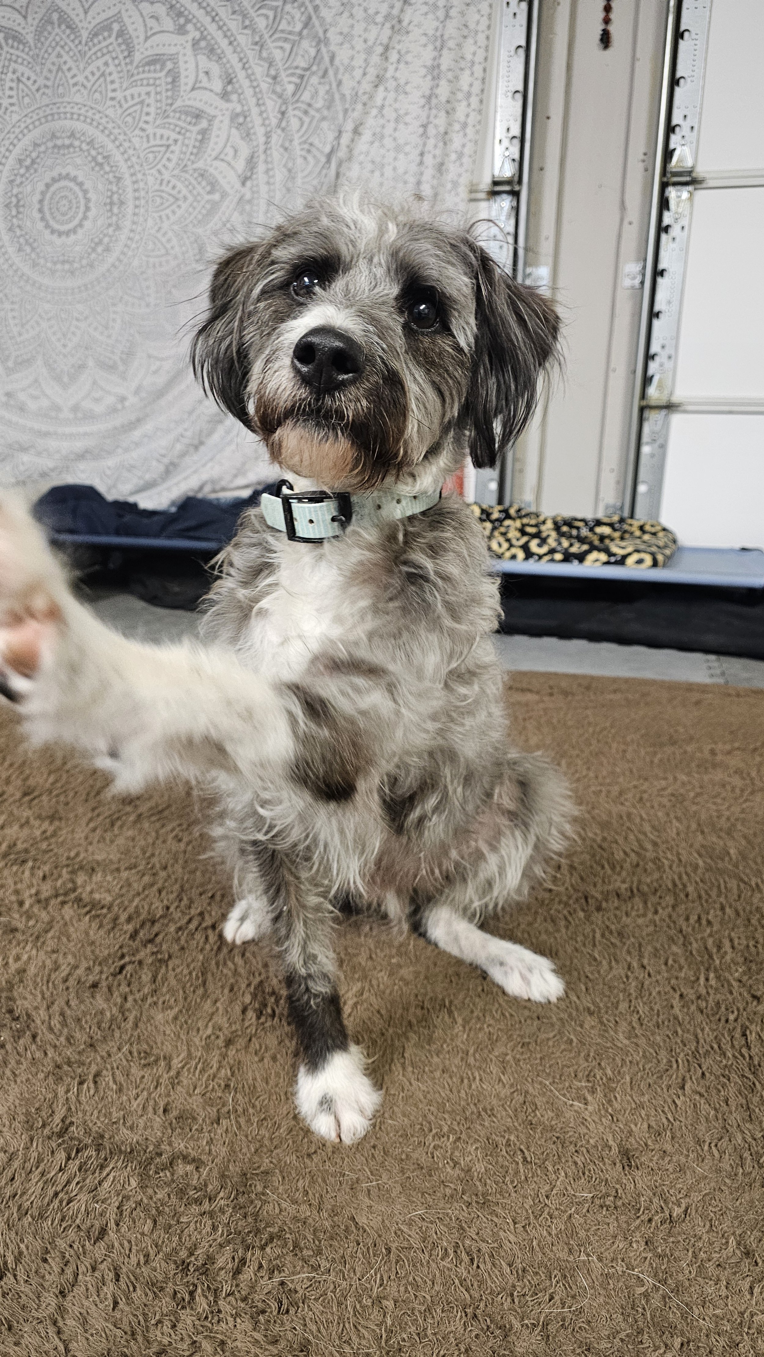 A small, fluffy dog with gray, black, and white fur, wearing a light-colored collar, sitting on a brown carpet in a garage space. The dog is gazing directly at the camera with a curious expression.