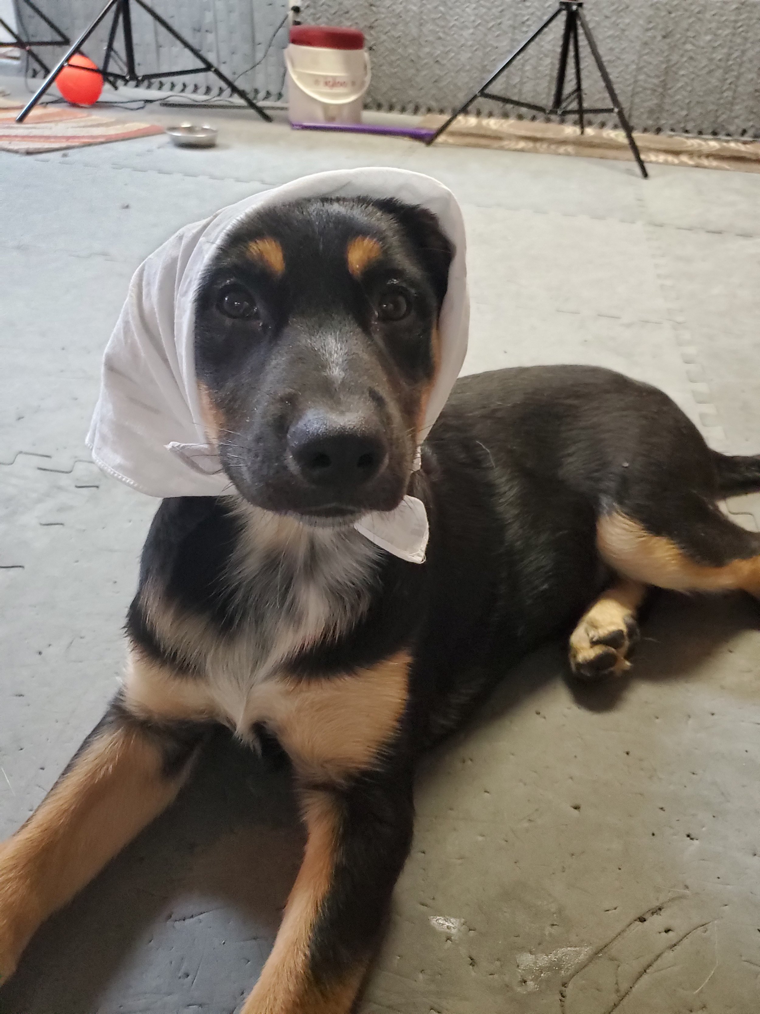 Cute black and tan puppy lying on the floor wearing a white cloth on its head, in a room with pet supplies and equipment in the background.