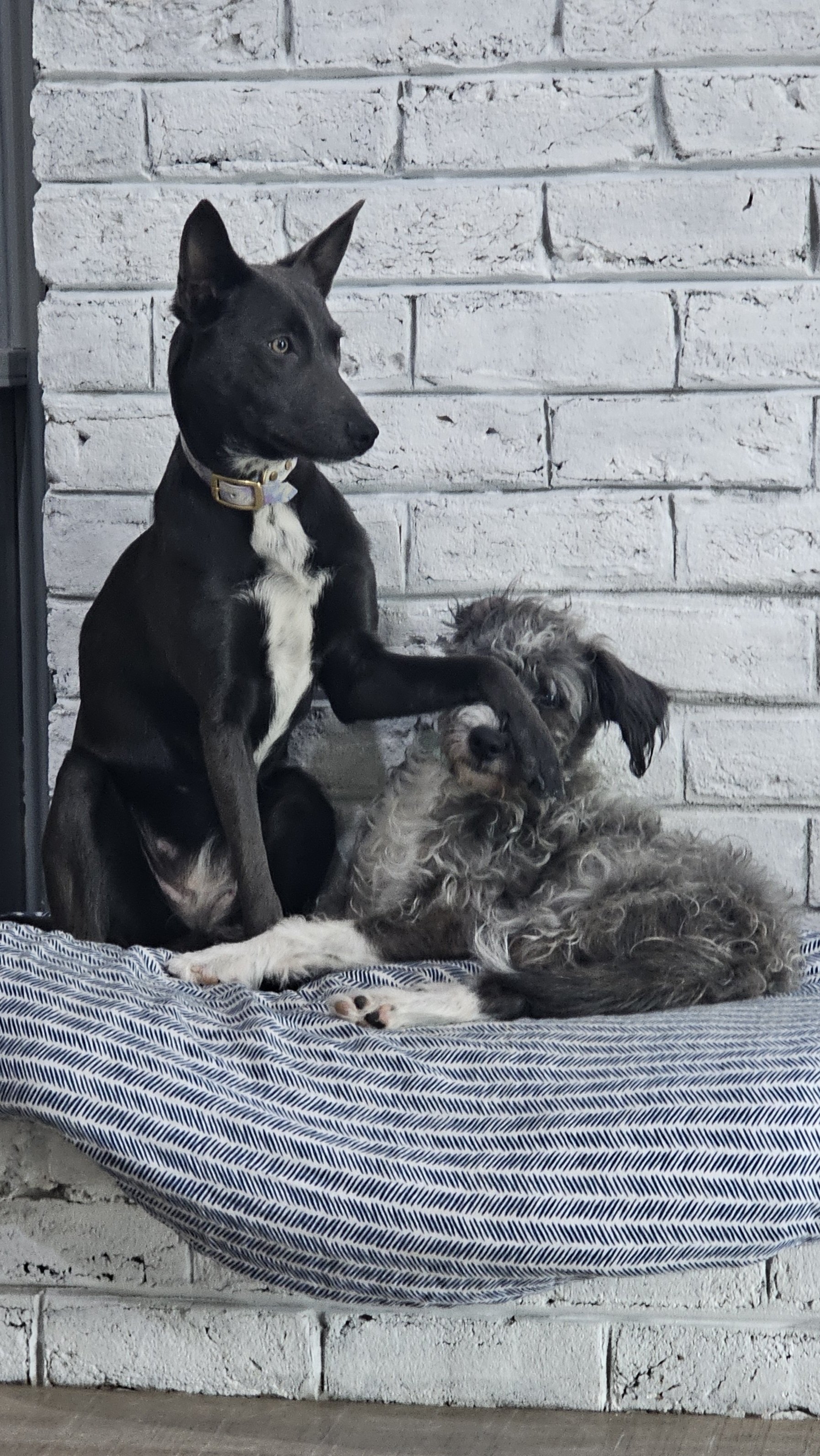 Two dogs sitting on a striped cushion in front of a white brick wall. One appears to be a black and white puppy with pointy ears, and the other is a curly-haired gray and white dog lying down, with the puppy placing a paw on its head.