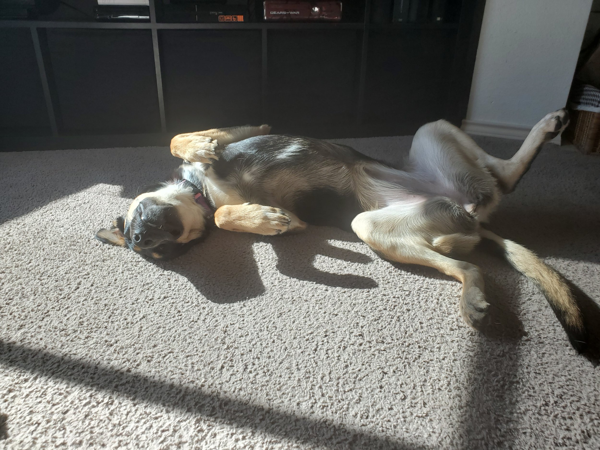 A dog lies on its back on a carpeted floor, basking in sunlight with its eyes closed.