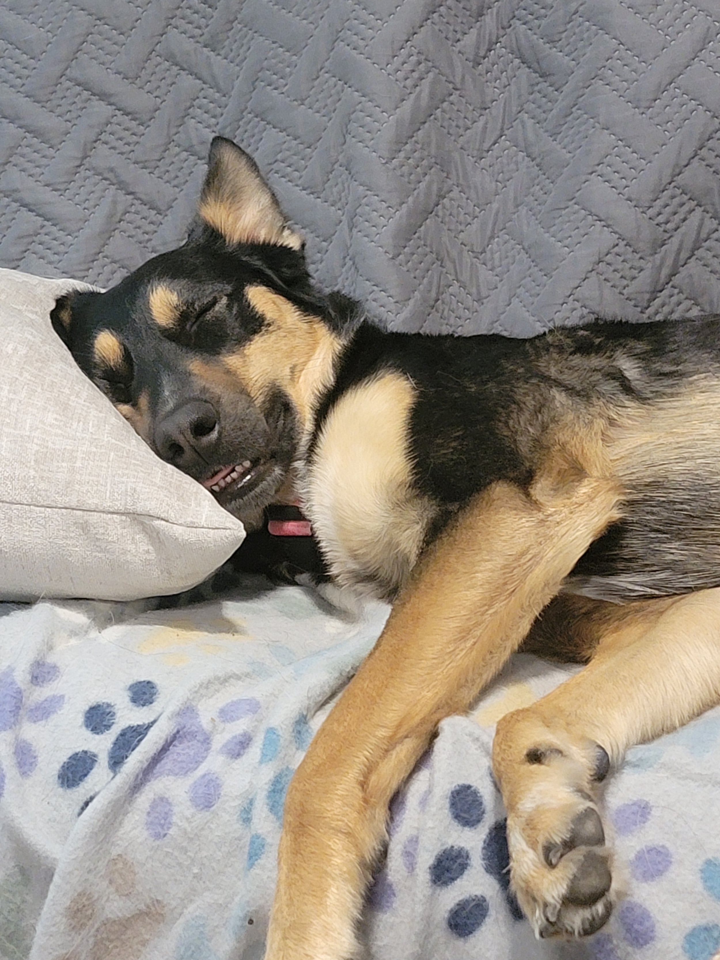 A black and tan dog is sleeping on a bed with a beige pillow and a patterned blanket, with its head resting on the pillow.