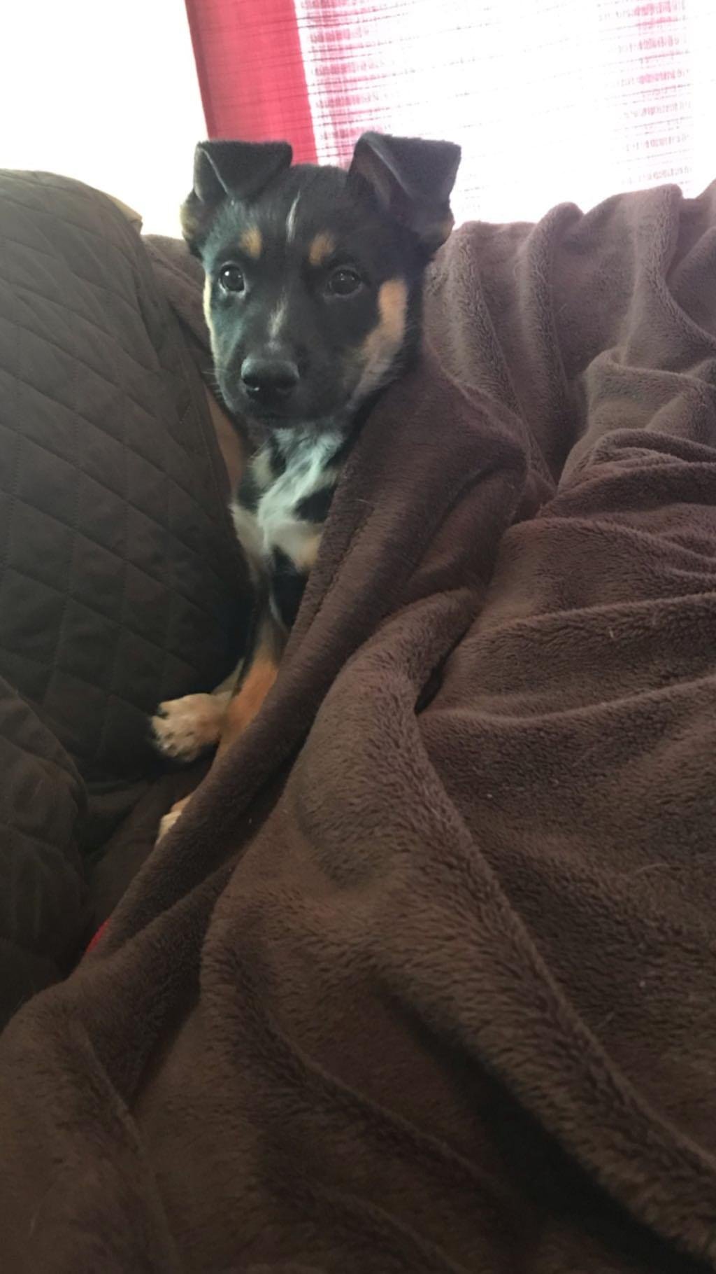 A young black and tan puppy with white markings resting on a brown blanket and a dark quilted pillow on a couch.